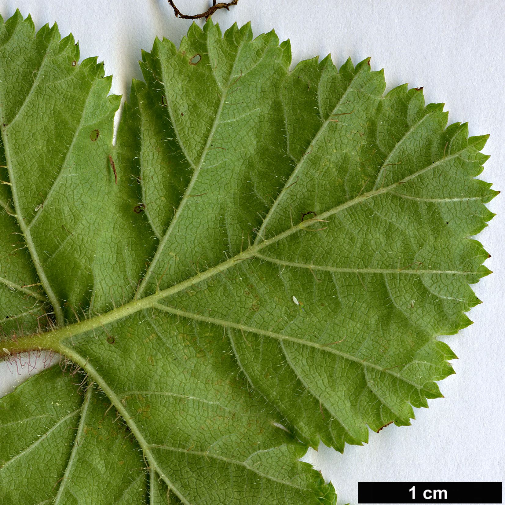 High resolution image: Family: Rosaceae - Genus: Rubus - Taxon: pectinarioides High resolution image: Family: Rosaceae - Genus: Rubus - Taxon: pectinarioides