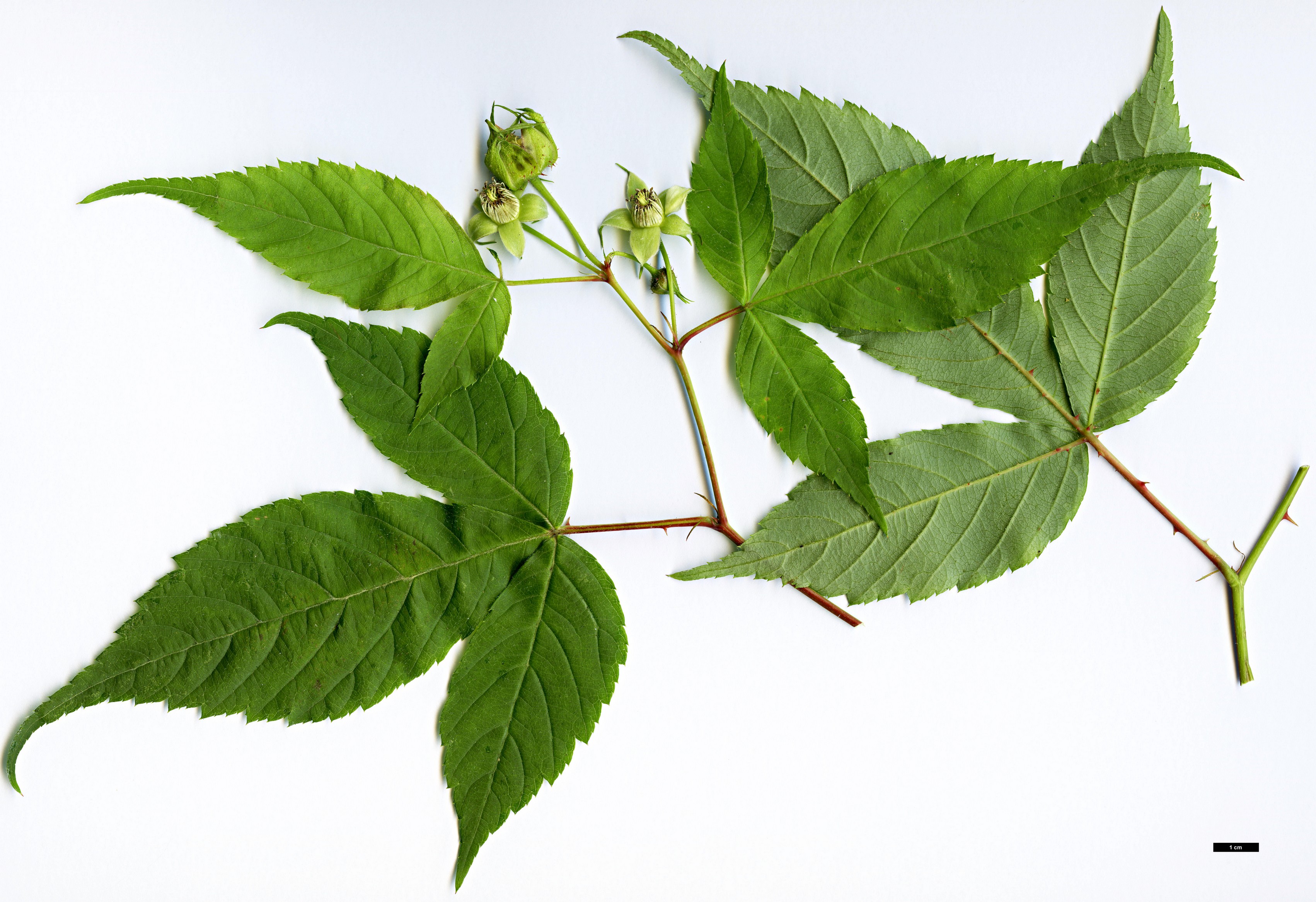 High resolution image: Family: Rosaceae - Genus: Rubus - Taxon: pentagonus