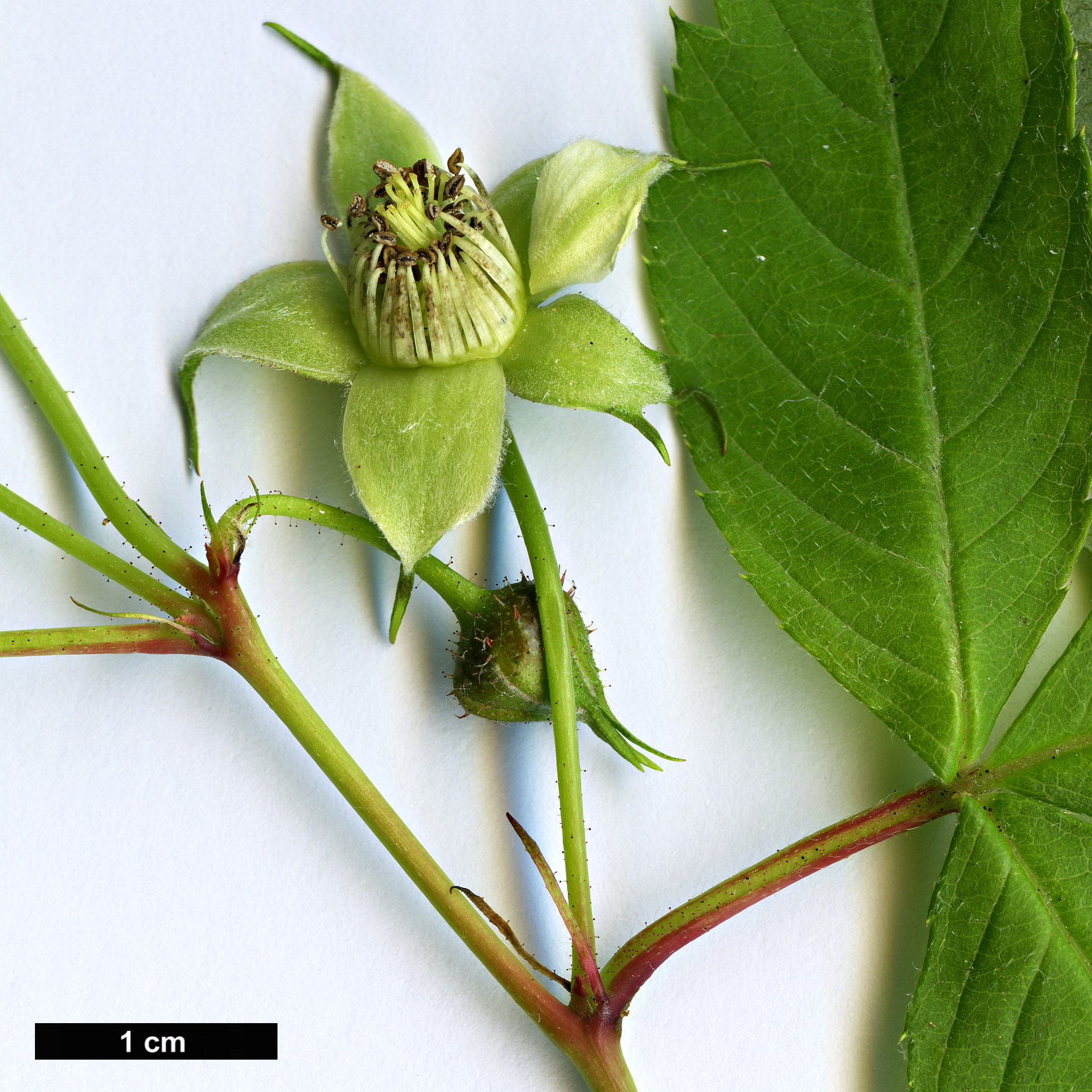 High resolution image: Family: Rosaceae - Genus: Rubus - Taxon: pentagonus