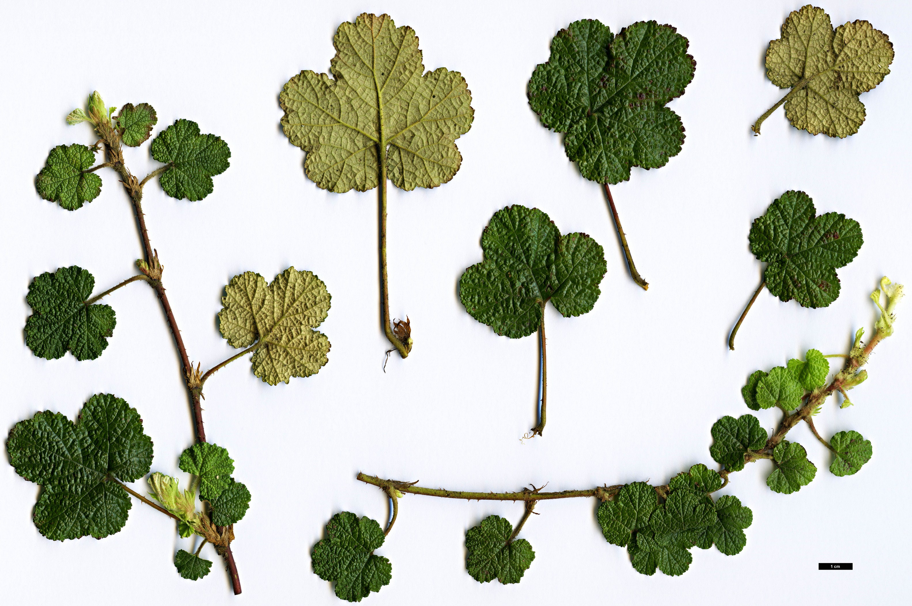 High resolution image: Family: Rosaceae - Genus: Rubus - Taxon: pentalobus High resolution image: Family: Rosaceae - Genus: Rubus - Taxon: pentalobus