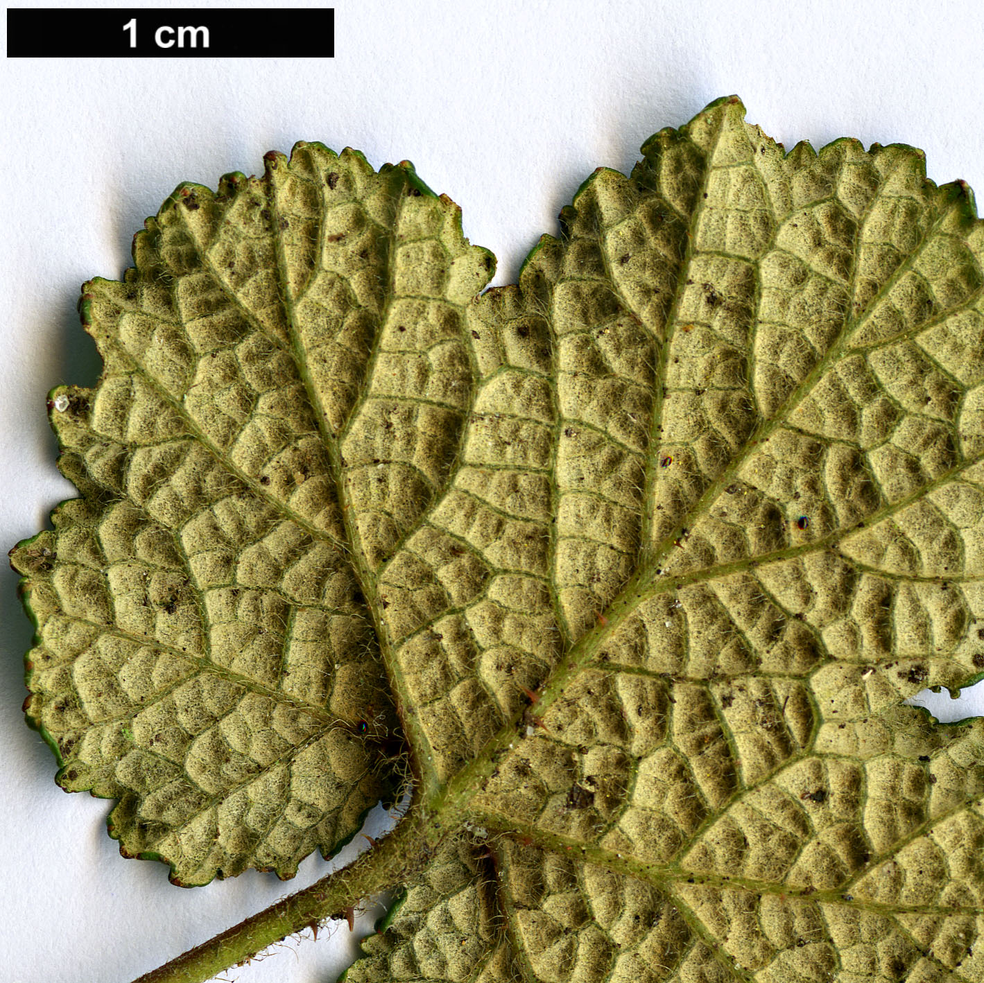 High resolution image: Family: Rosaceae - Genus: Rubus - Taxon: pentalobus High resolution image: Family: Rosaceae - Genus: Rubus - Taxon: pentalobus