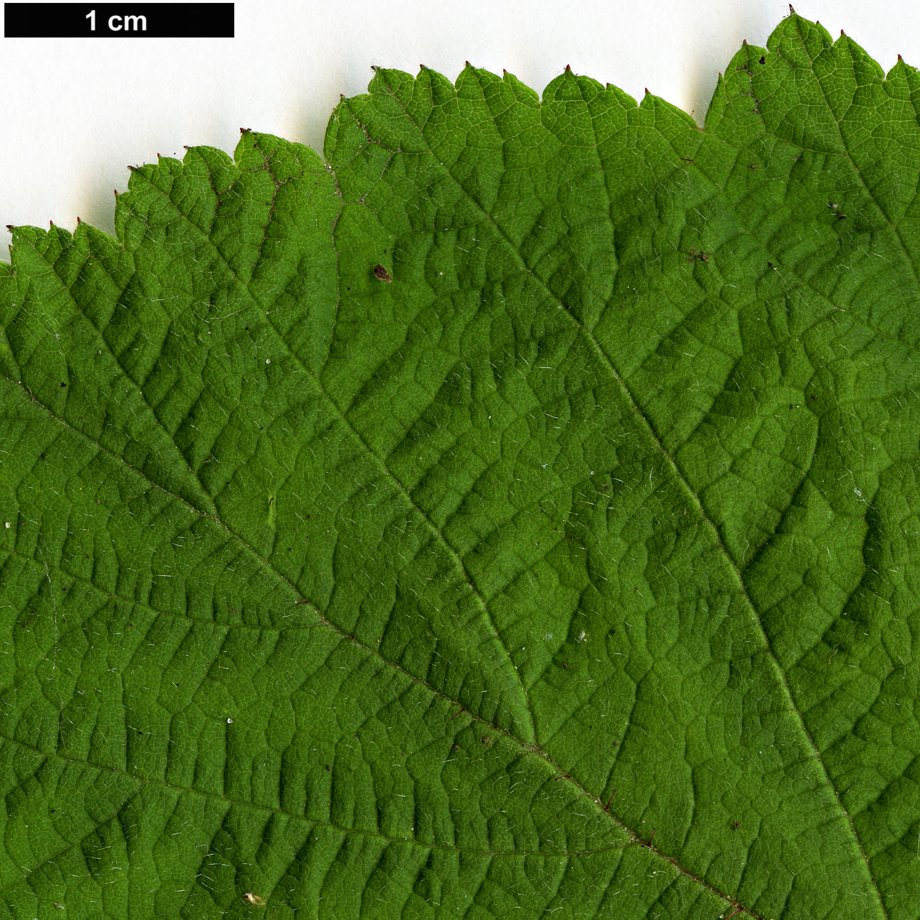High resolution image: Family: Rosaceae - Genus: Rubus - Taxon: phoenicolasius