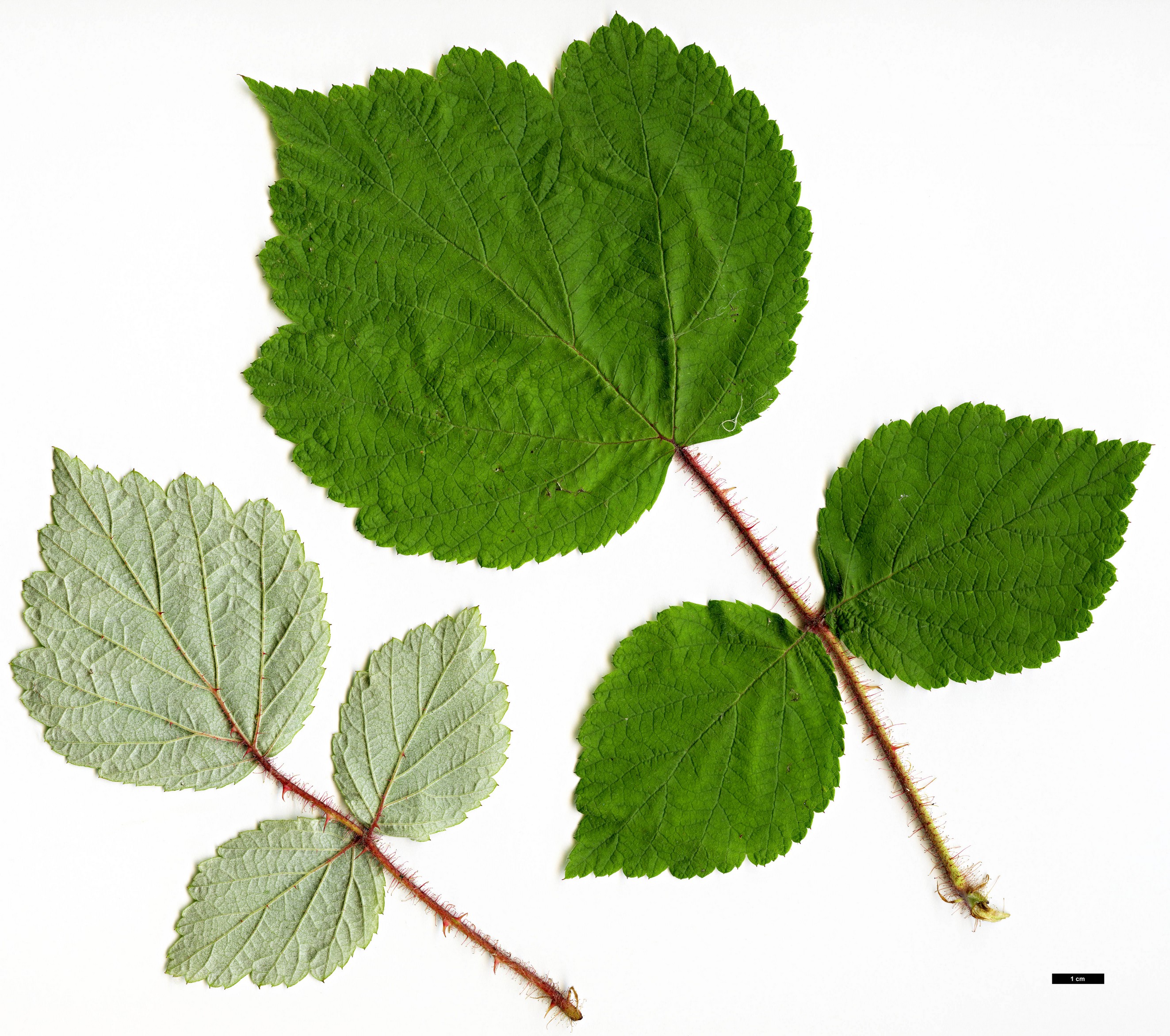 High resolution image: Family: Rosaceae - Genus: Rubus - Taxon: phoenicolasius