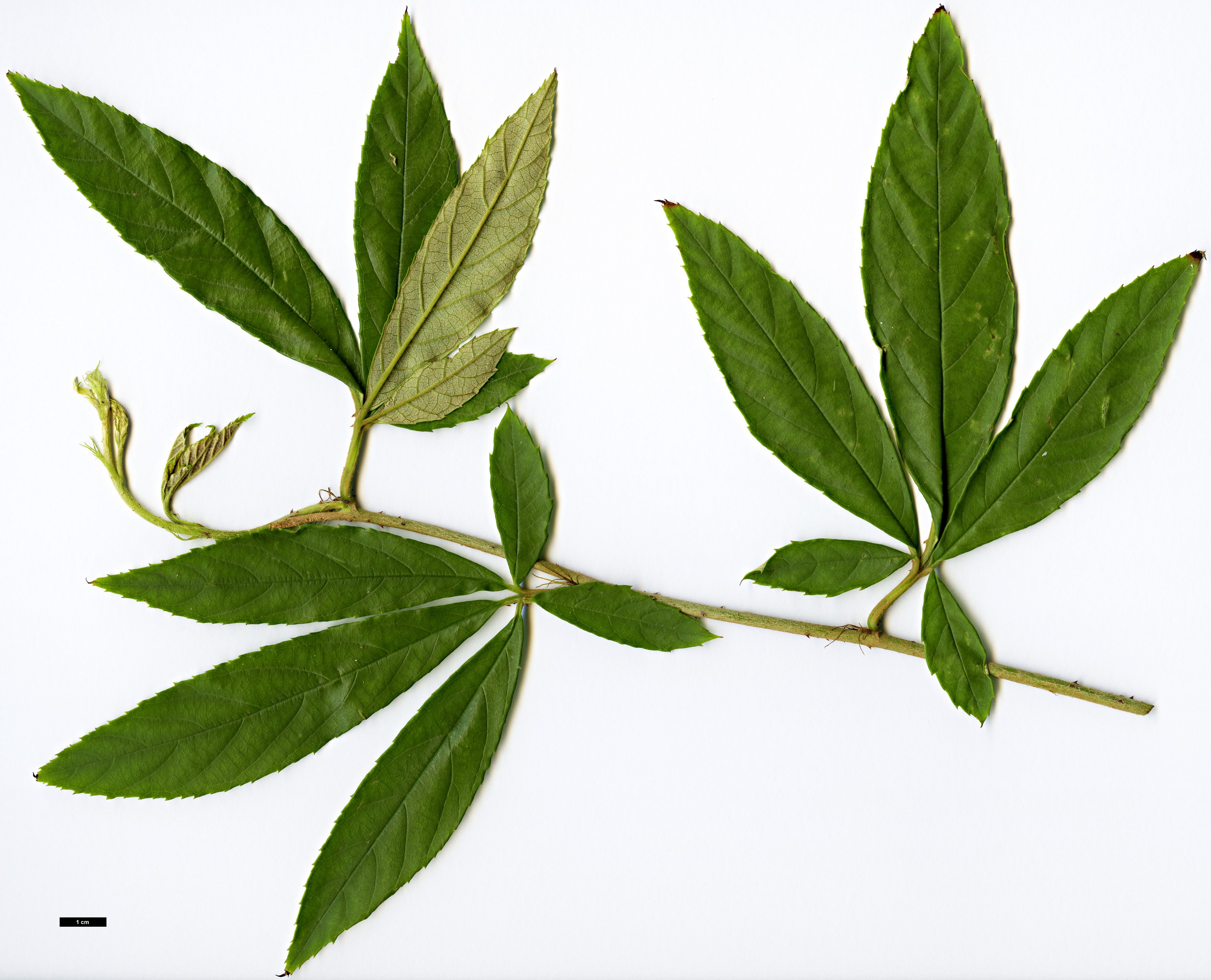 High resolution image: Family: Rosaceae - Genus: Rubus - Taxon: playfairianus High resolution image: Family: Rosaceae - Genus: Rubus - Taxon: playfairianus