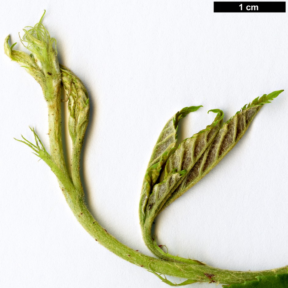 High resolution image: Family: Rosaceae - Genus: Rubus - Taxon: playfairianus High resolution image: Family: Rosaceae - Genus: Rubus - Taxon: playfairianus