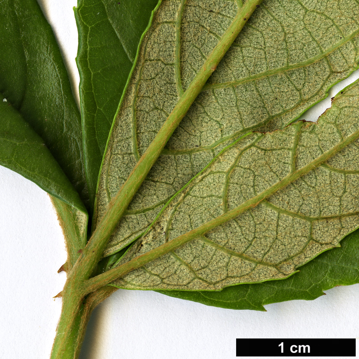 High resolution image: Family: Rosaceae - Genus: Rubus - Taxon: playfairianus High resolution image: Family: Rosaceae - Genus: Rubus - Taxon: playfairianus