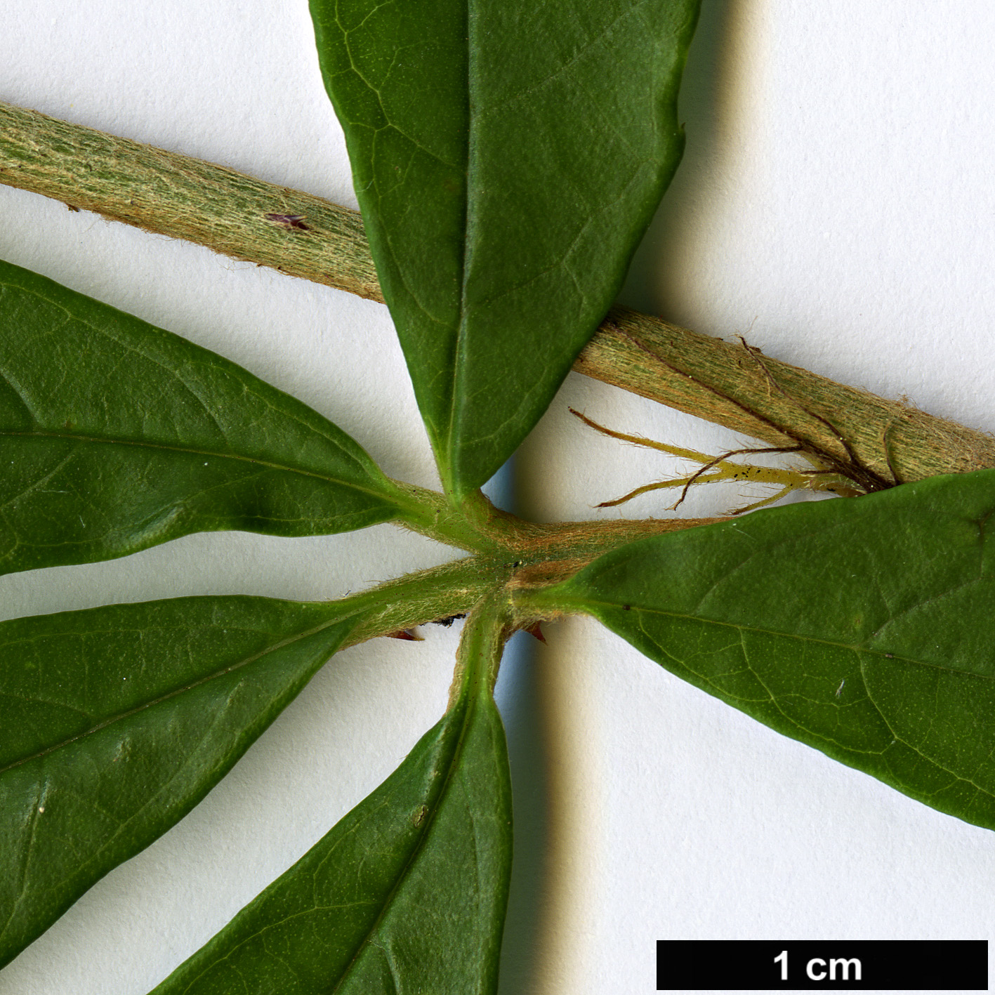High resolution image: Family: Rosaceae - Genus: Rubus - Taxon: playfairianus High resolution image: Family: Rosaceae - Genus: Rubus - Taxon: playfairianus