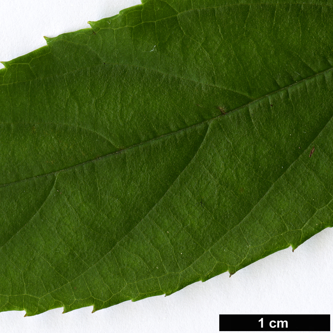 High resolution image: Family: Rosaceae - Genus: Rubus - Taxon: playfairianus High resolution image: Family: Rosaceae - Genus: Rubus - Taxon: playfairianus