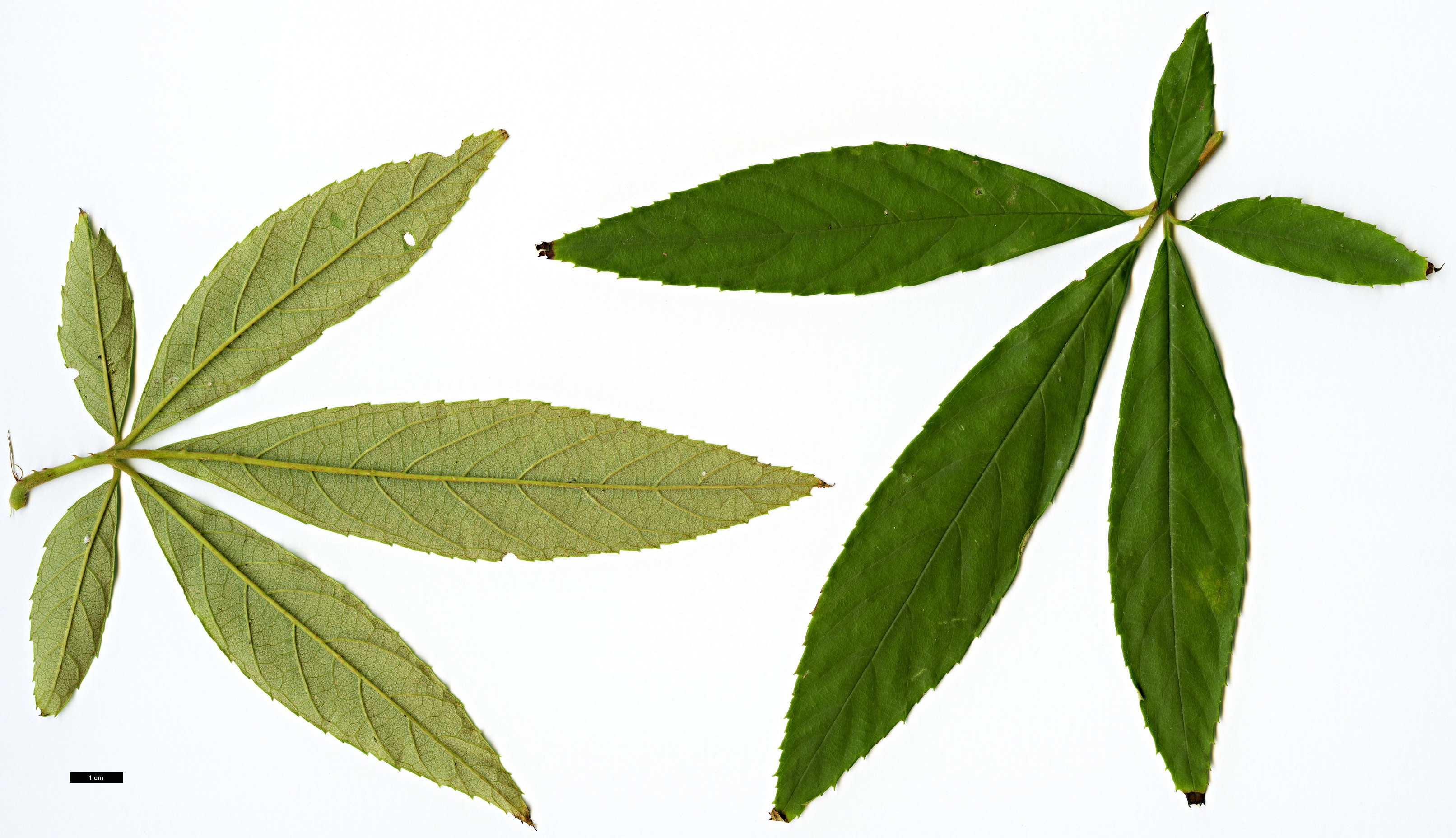 High resolution image: Family: Rosaceae - Genus: Rubus - Taxon: playfairianus High resolution image: Family: Rosaceae - Genus: Rubus - Taxon: playfairianus