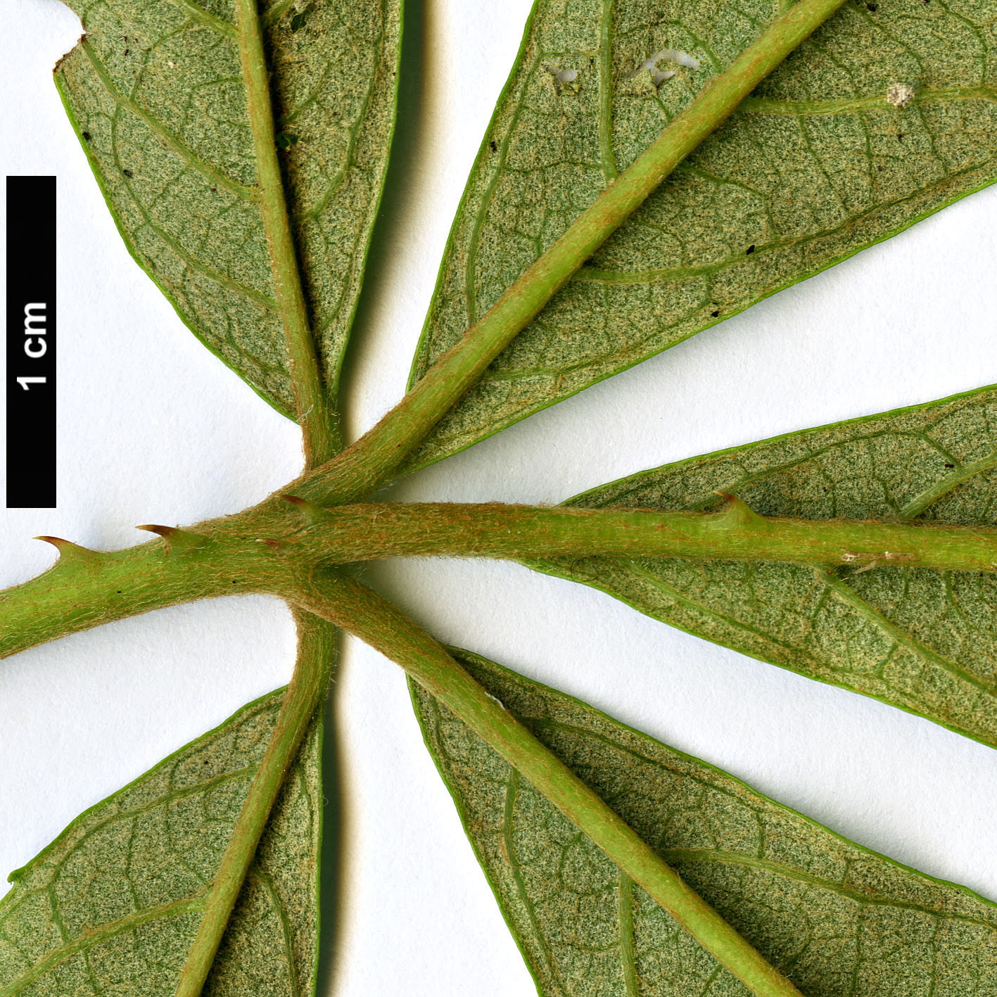 High resolution image: Family: Rosaceae - Genus: Rubus - Taxon: playfairianus High resolution image: Family: Rosaceae - Genus: Rubus - Taxon: playfairianus