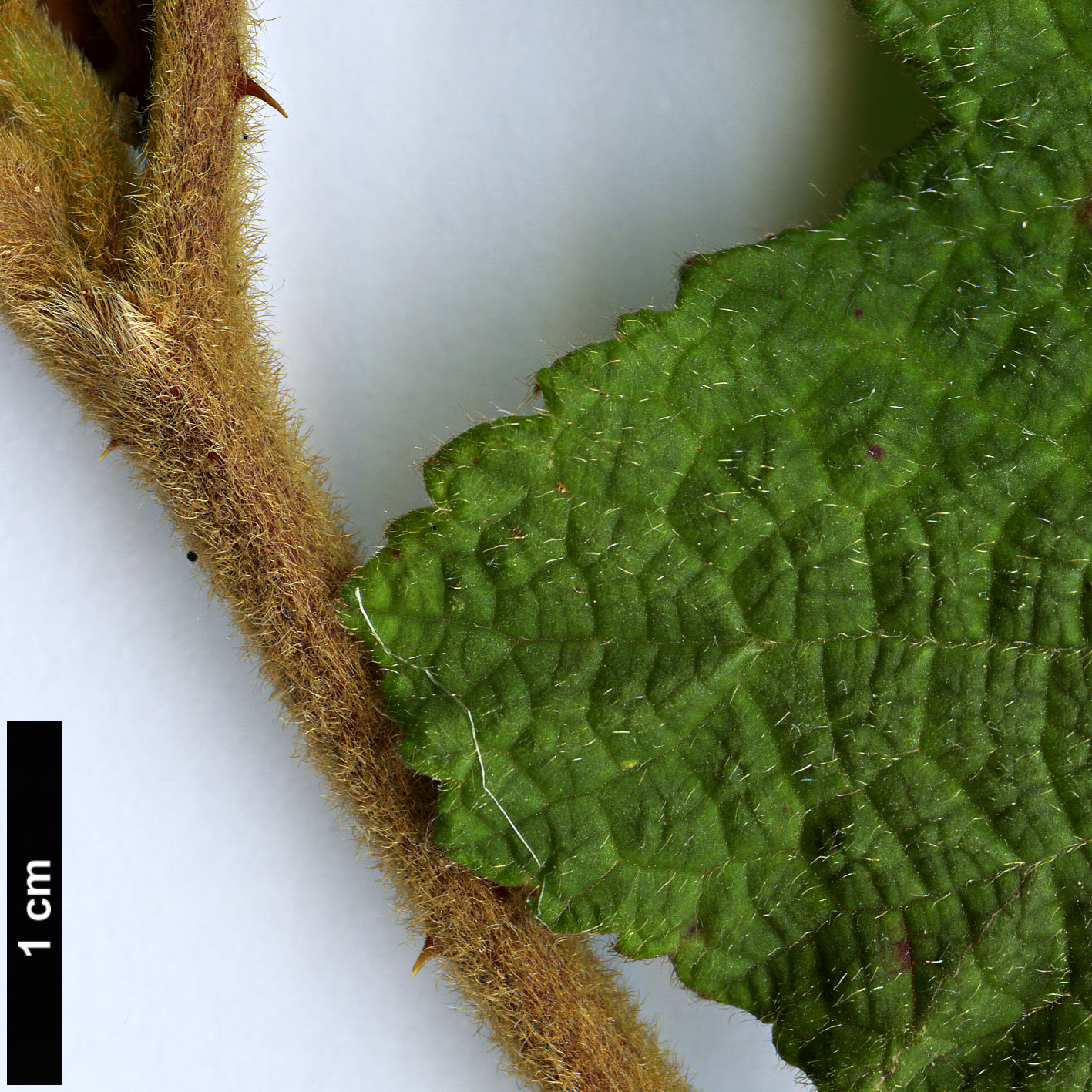 High resolution image: Family: Rosaceae - Genus: Rubus - Taxon: reflexus