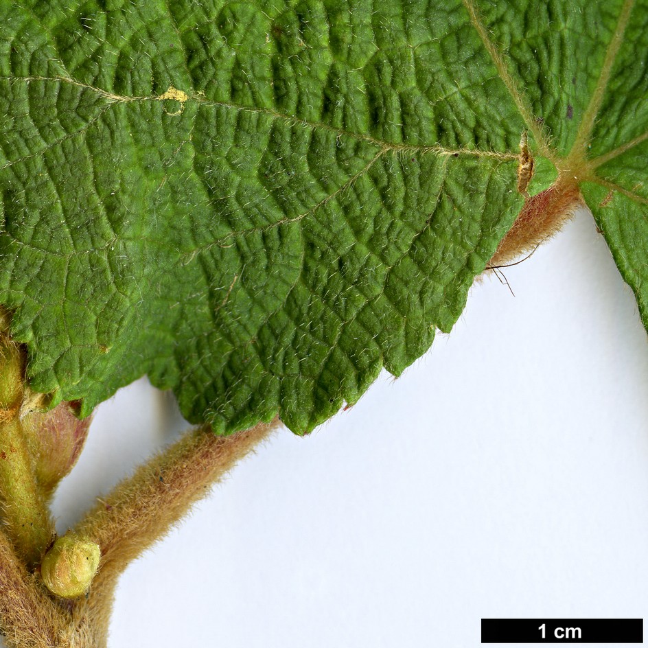 High resolution image: Family: Rosaceae - Genus: Rubus - Taxon: reflexus