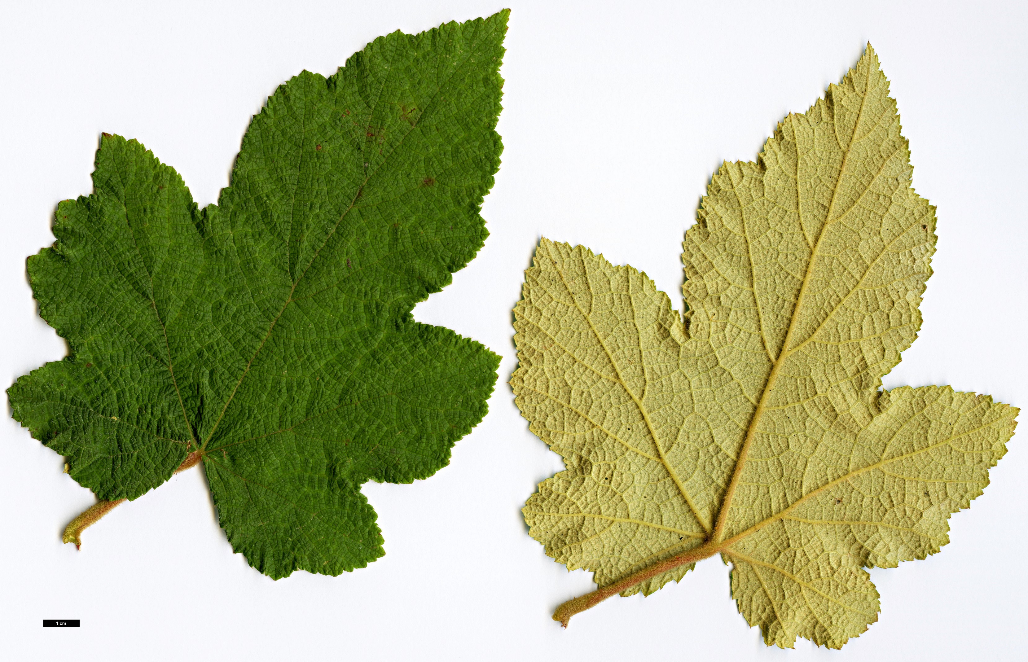 High resolution image: Family: Rosaceae - Genus: Rubus - Taxon: reflexus