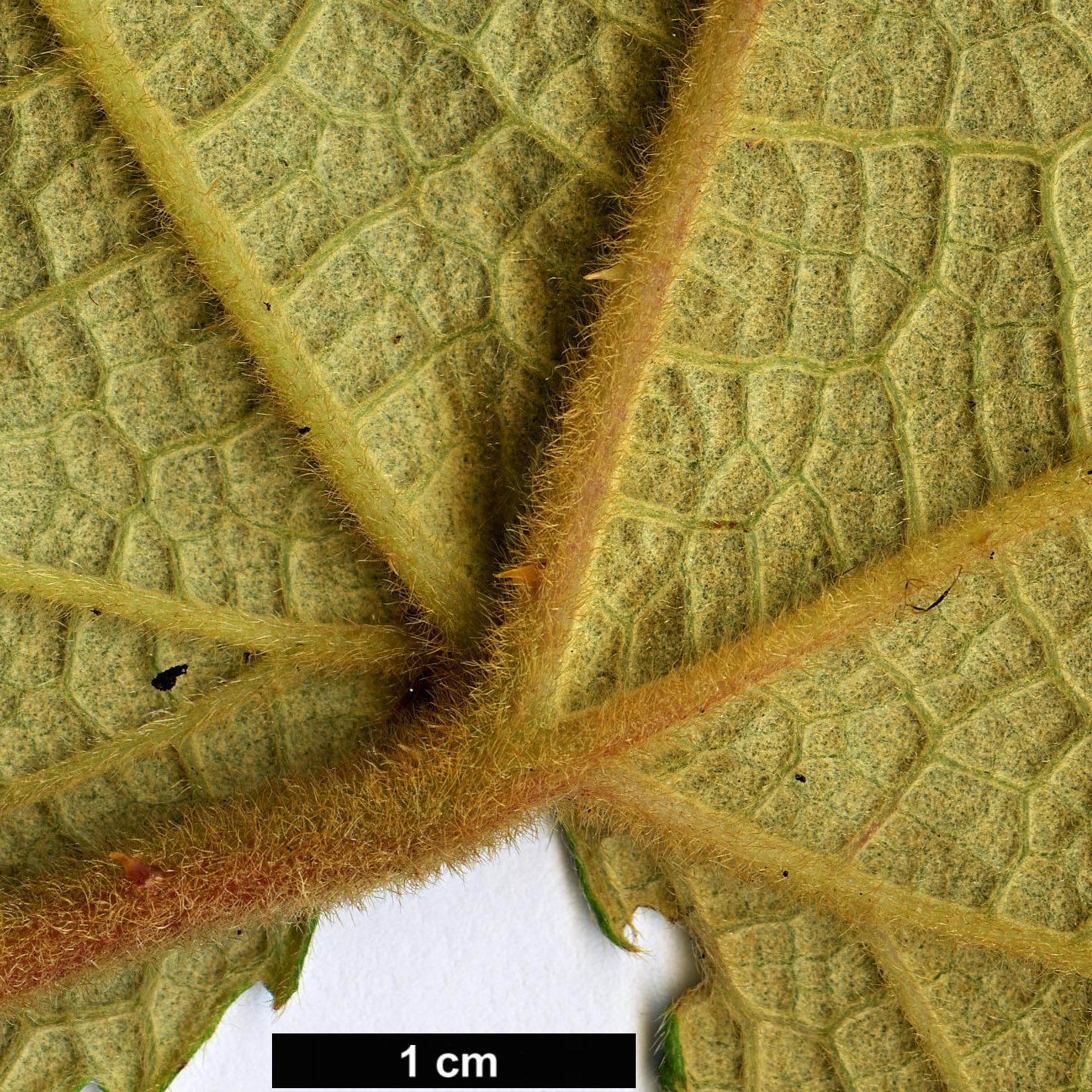 High resolution image: Family: Rosaceae - Genus: Rubus - Taxon: reflexus