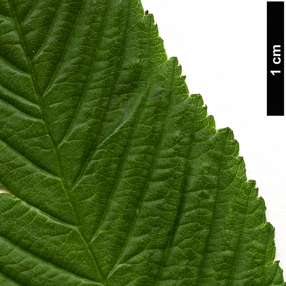High resolution image: Family: Rosaceae - Genus: Rubus - Taxon: rosifolius - SpeciesSub: ‘Coronarius’