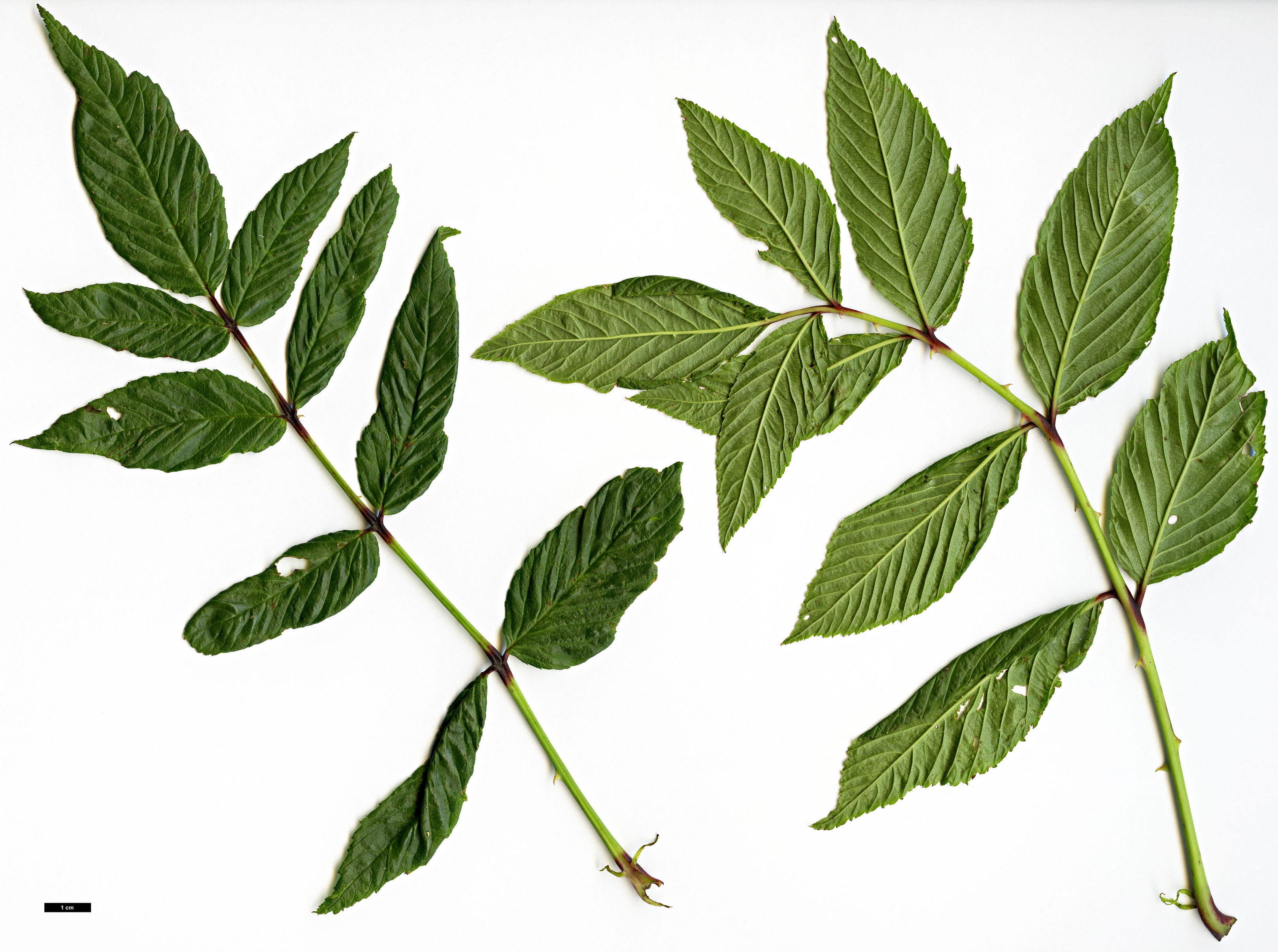 High resolution image: Family: Rosaceae - Genus: Rubus - Taxon: rosifolius - SpeciesSub: ‘Coronarius’