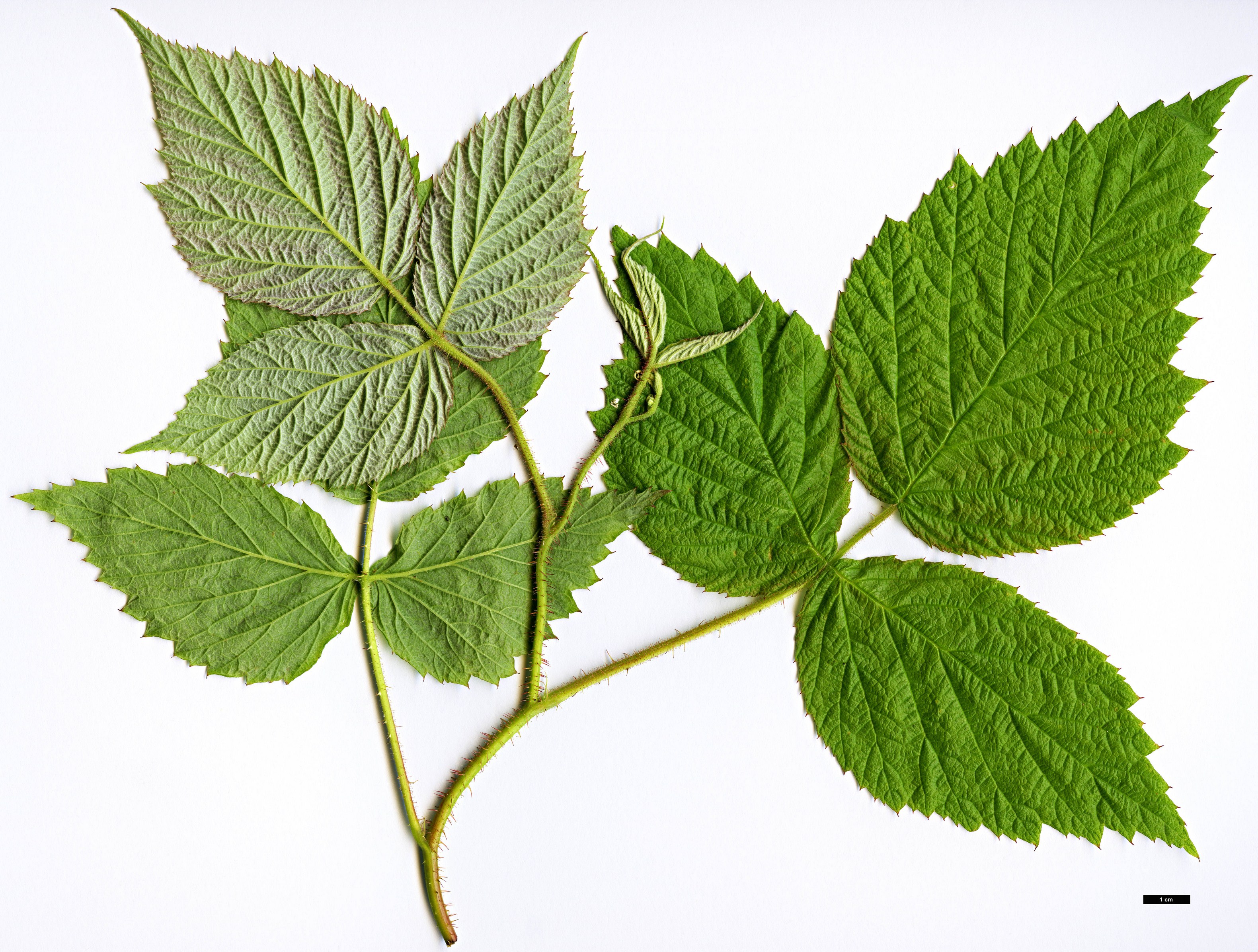 High resolution image: Family: Rosaceae - Genus: Rubus - Taxon: sachalinensis