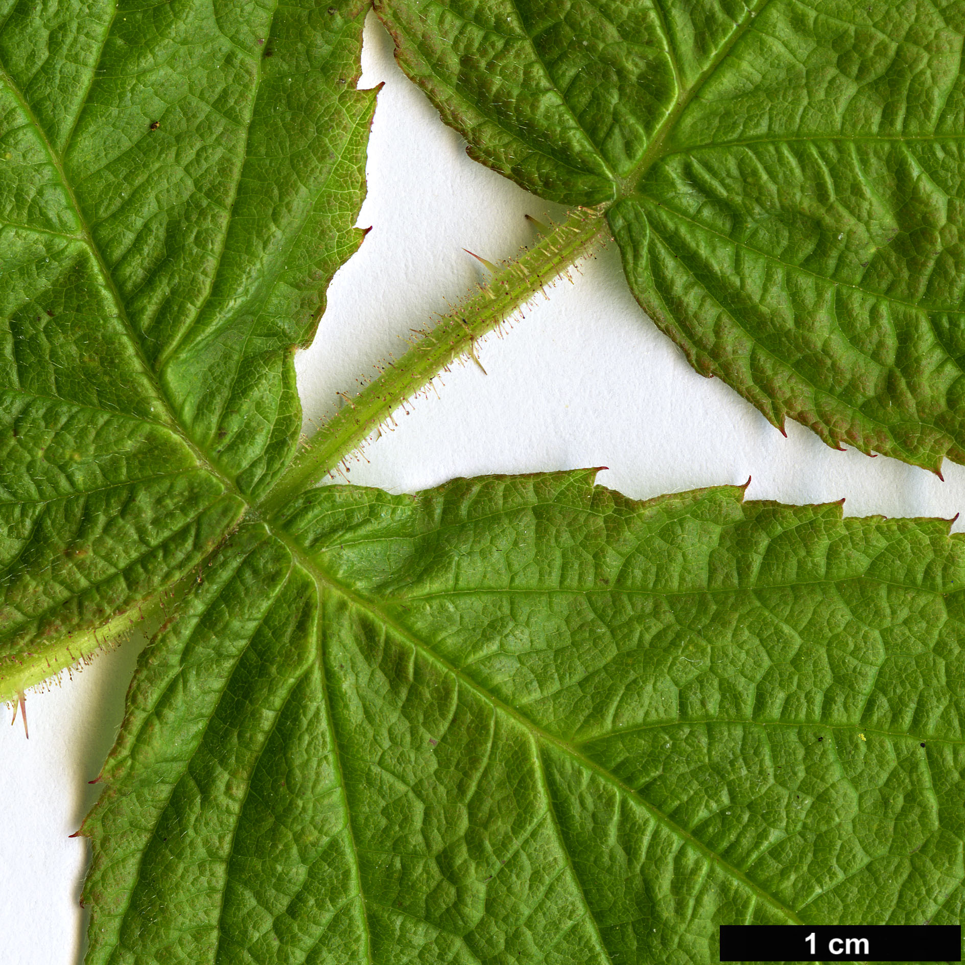 High resolution image: Family: Rosaceae - Genus: Rubus - Taxon: sachalinensis