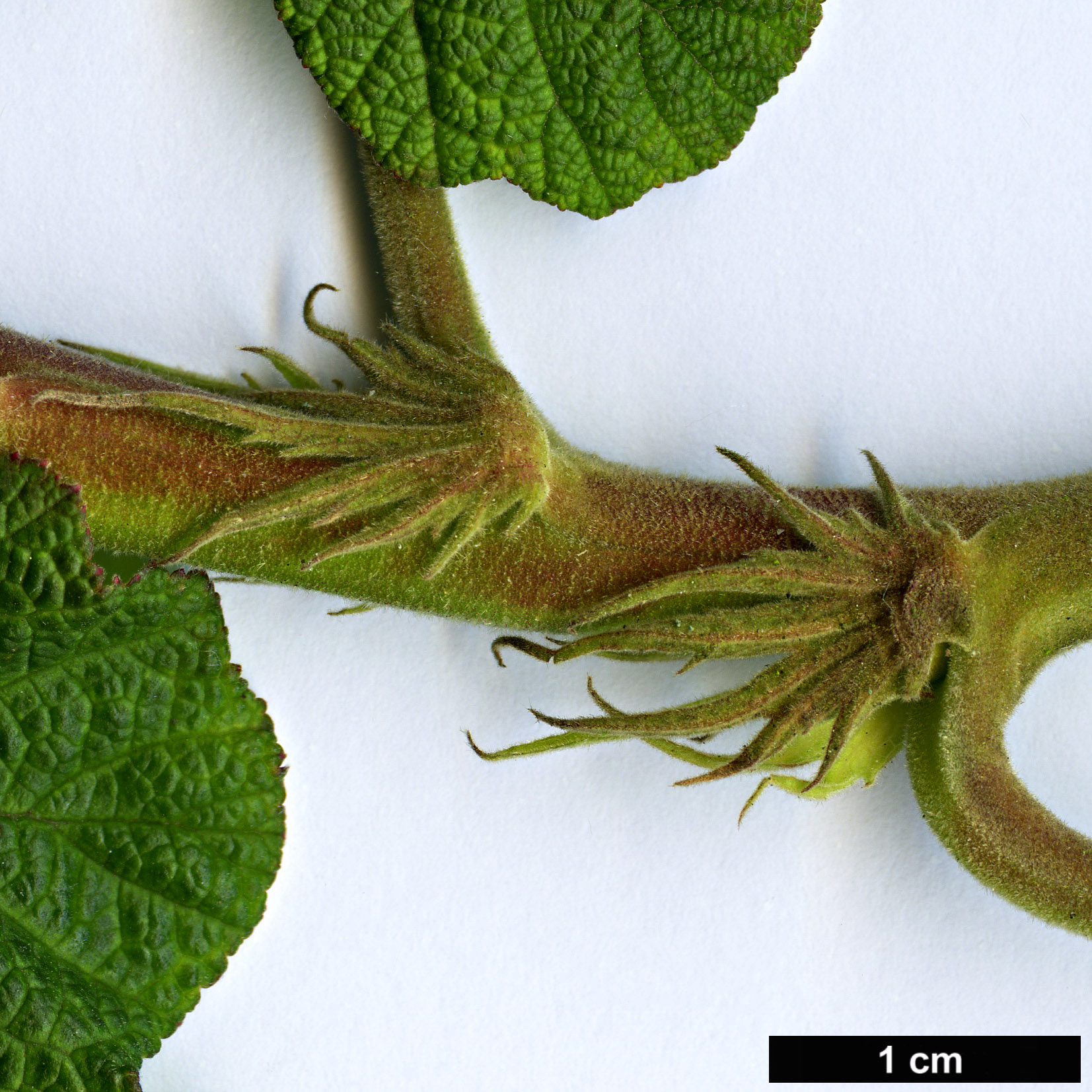 High resolution image: Family: Rosaceae - Genus: Rubus - Taxon: setchuenensis