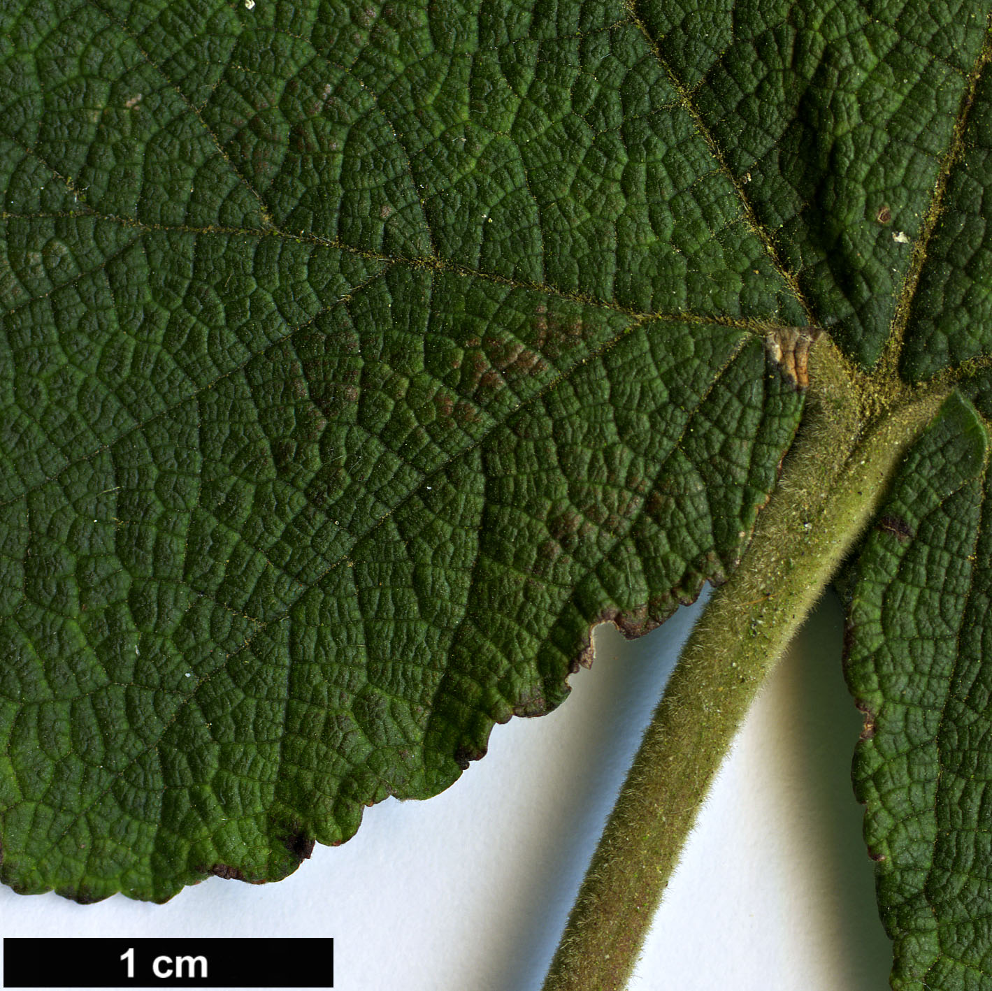 High resolution image: Family: Rosaceae - Genus: Rubus - Taxon: setchuenensis