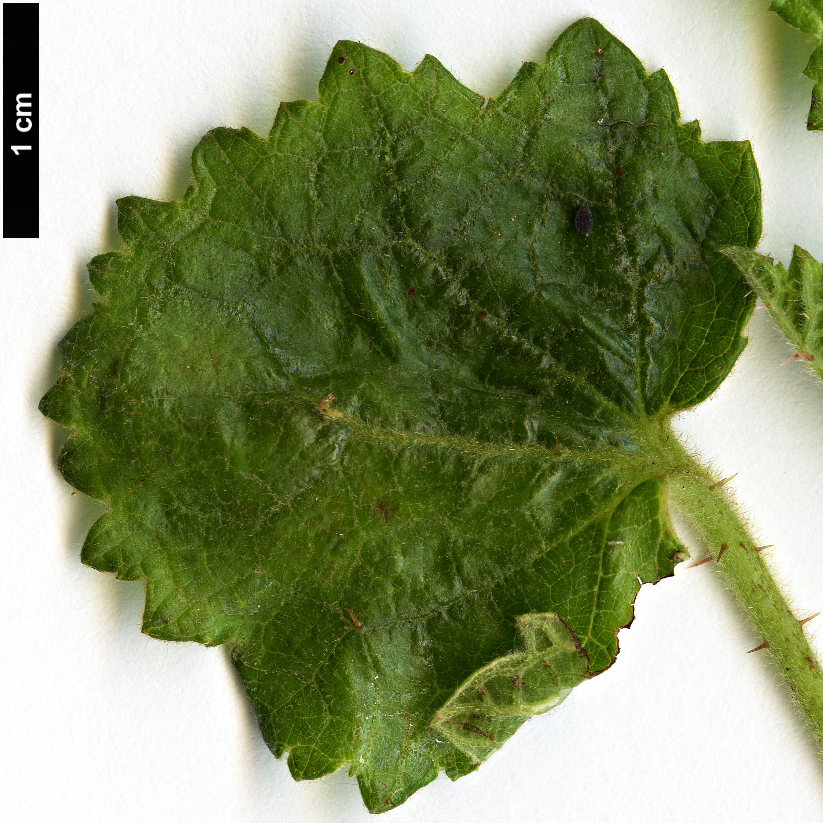 High resolution image: Family: Rosaceae - Genus: Rubus - Taxon: sieboldii