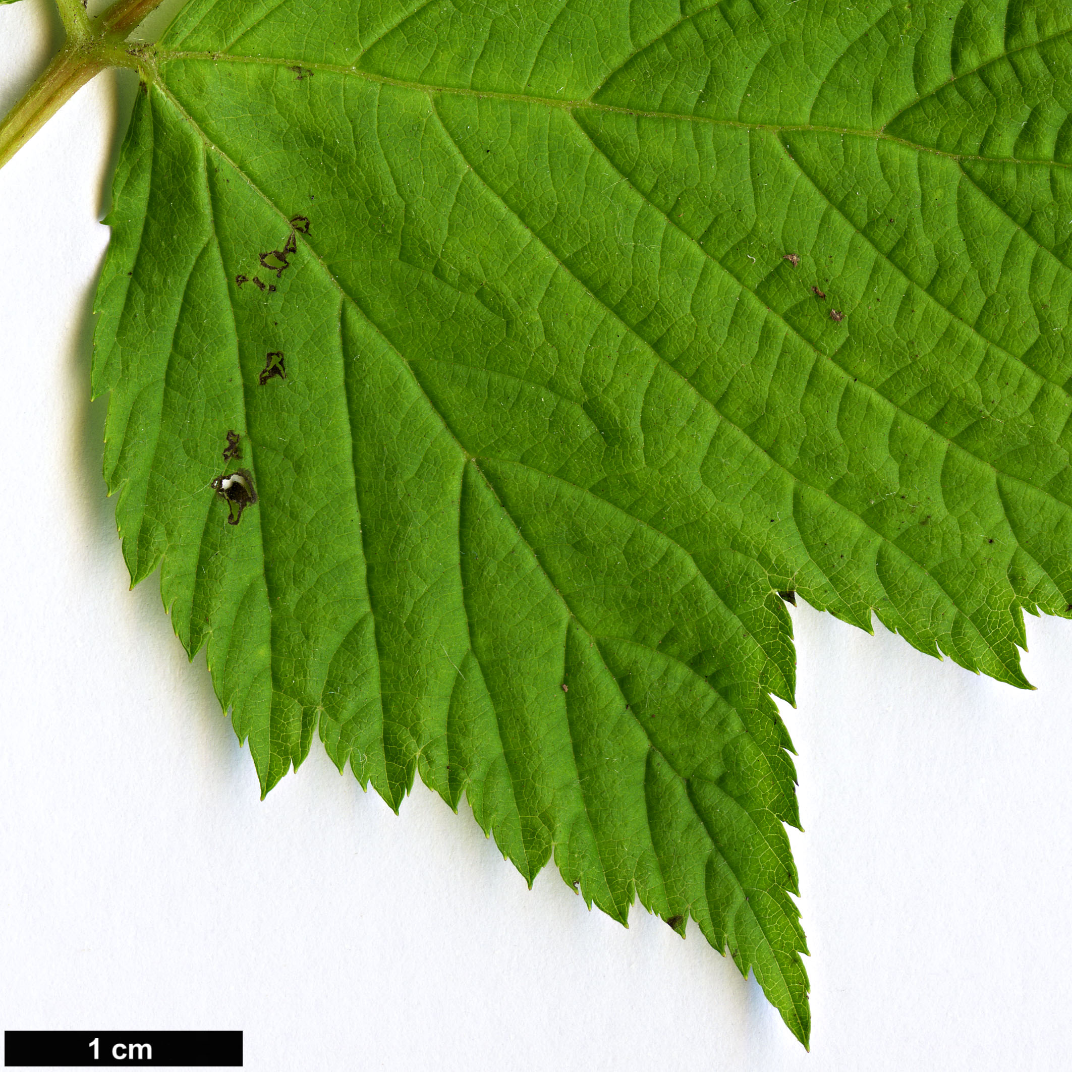 High resolution image: Family: Rosaceae - Genus: Rubus - Taxon: spectabilis