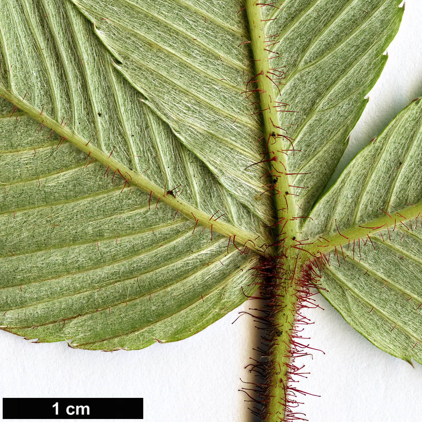 High resolution image: Family: Rosaceae - Genus: Rubus - Taxon: splendidissimus