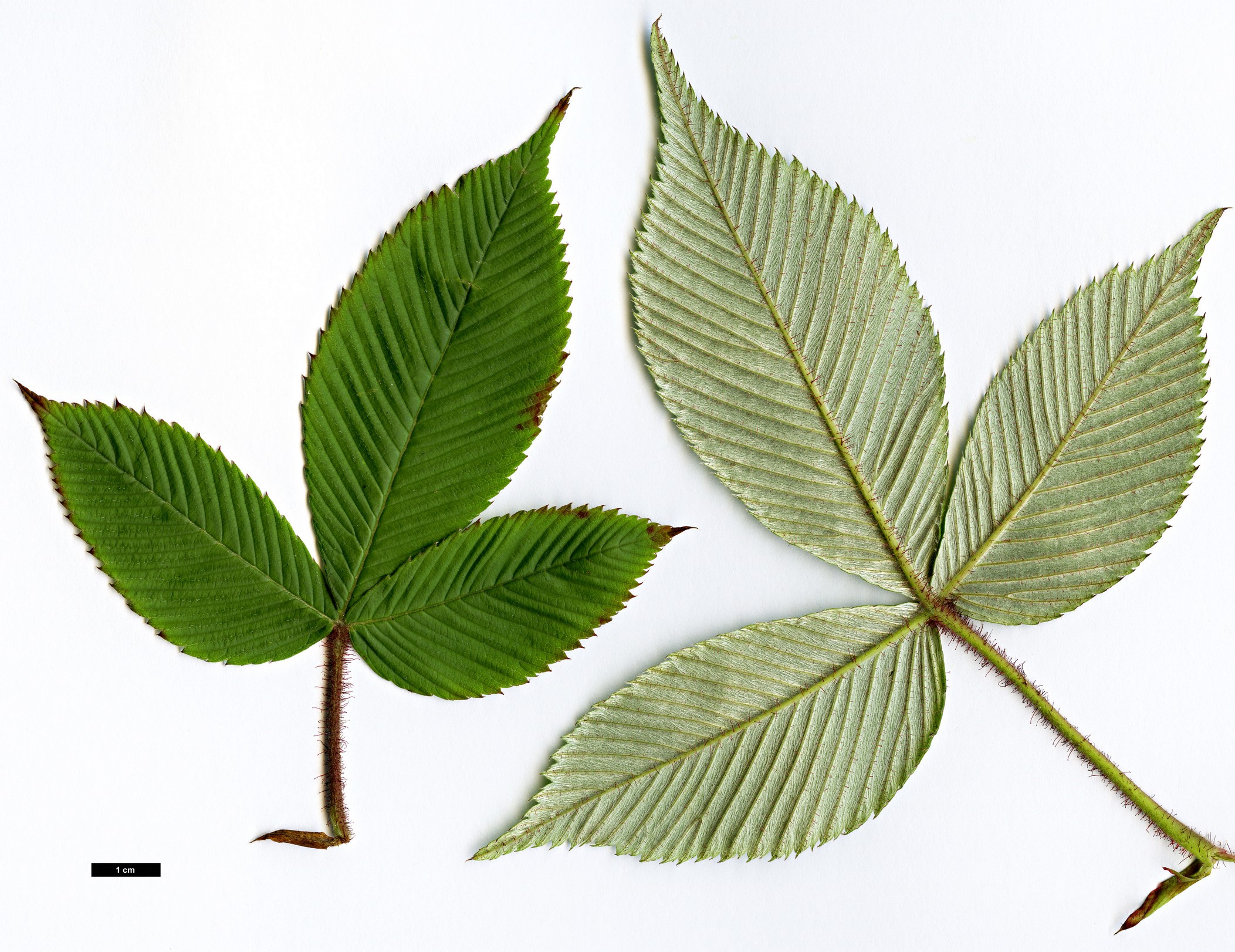 High resolution image: Family: Rosaceae - Genus: Rubus - Taxon: splendidissimus High resolution image: Family: Rosaceae - Genus: Rubus - Taxon: splendidissimus