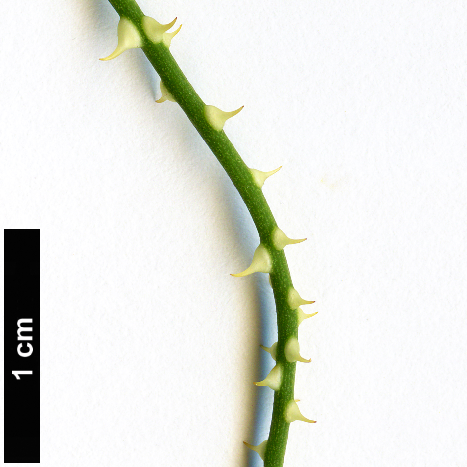 High resolution image: Family: Rosaceae - Genus: Rubus - Taxon: squarrosus High resolution image: Family: Rosaceae - Genus: Rubus - Taxon: squarrosus