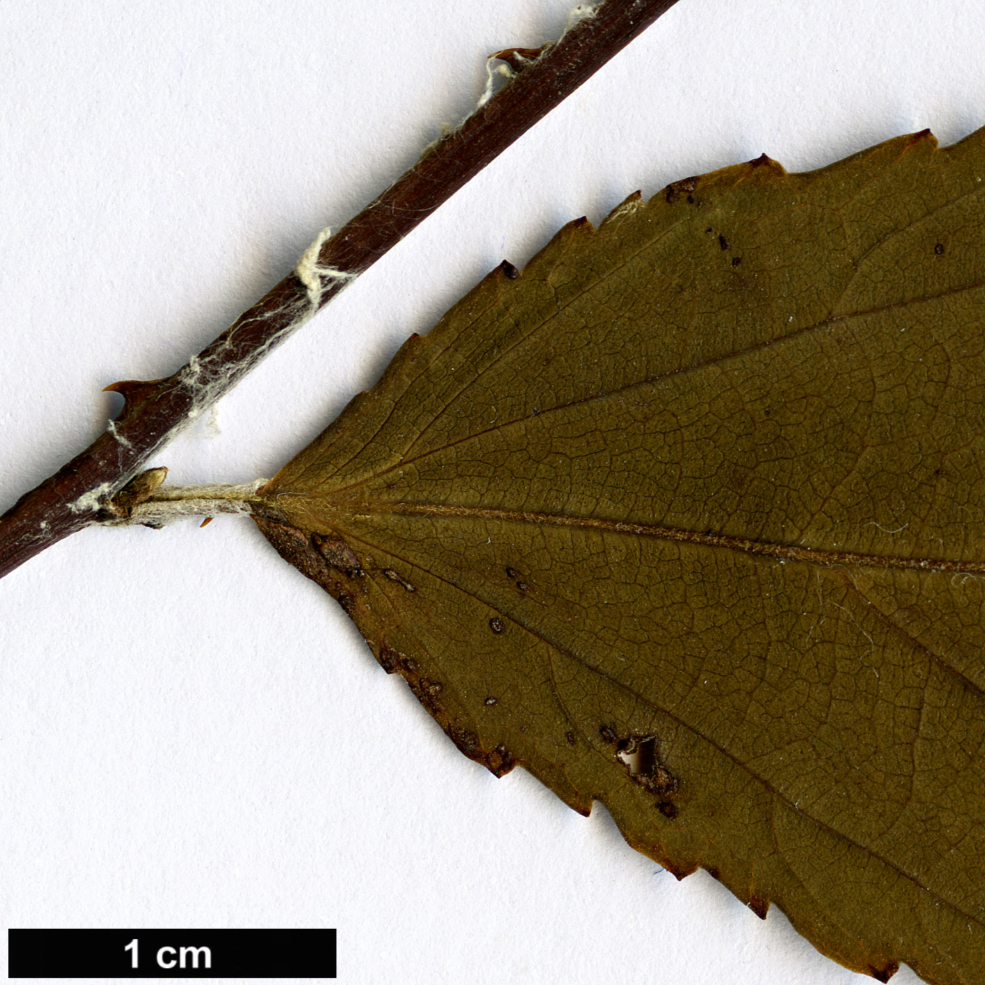 High resolution image: Family: Rosaceae - Genus: Rubus - Taxon: swinhoei