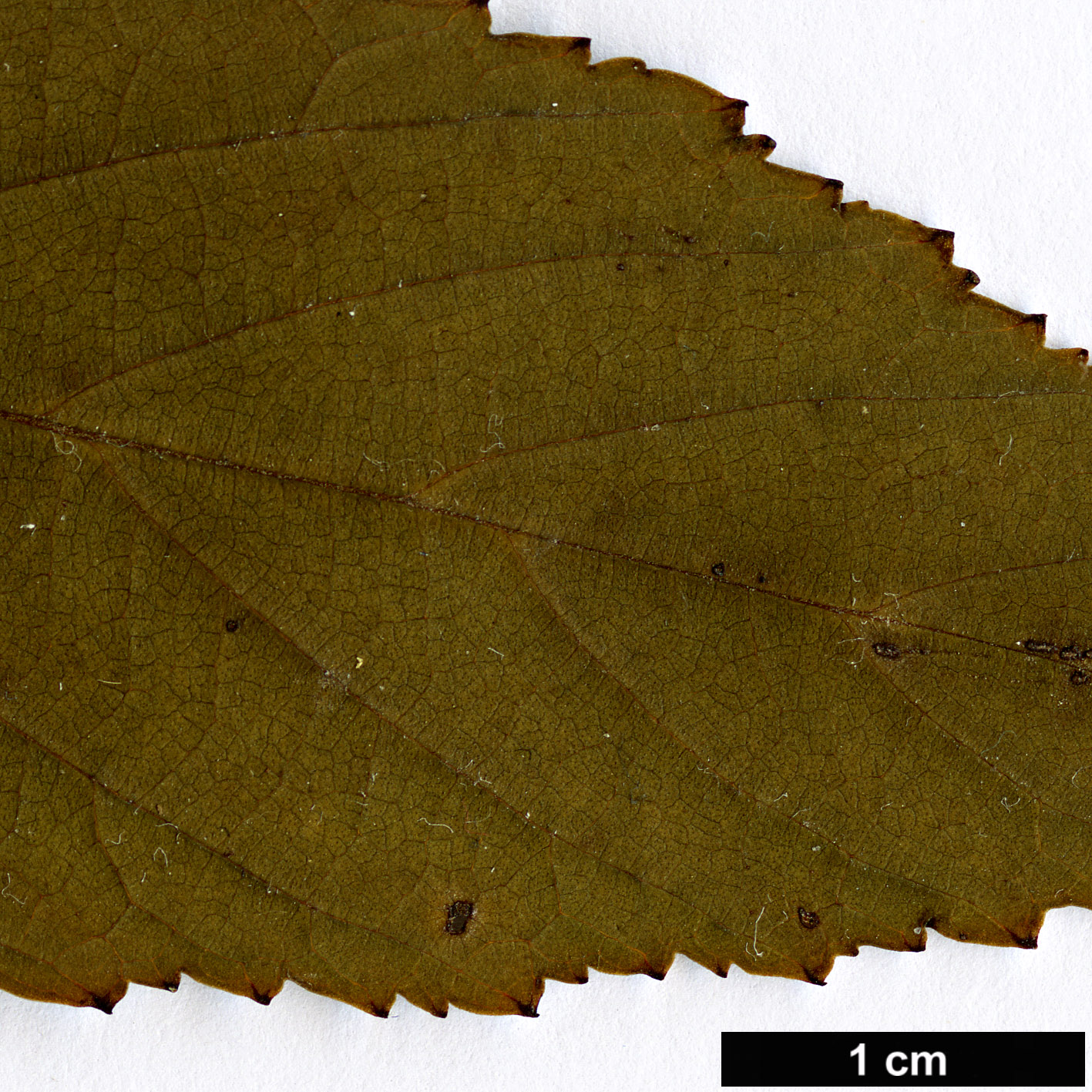 High resolution image: Family: Rosaceae - Genus: Rubus - Taxon: swinhoei