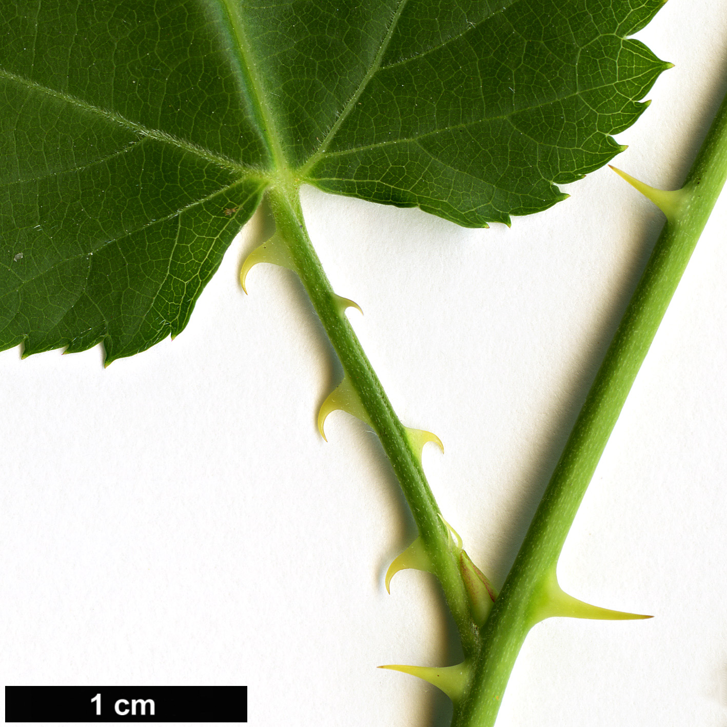 High resolution image: Family: Rosaceae - Genus: Rubus - Taxon: taitoensis