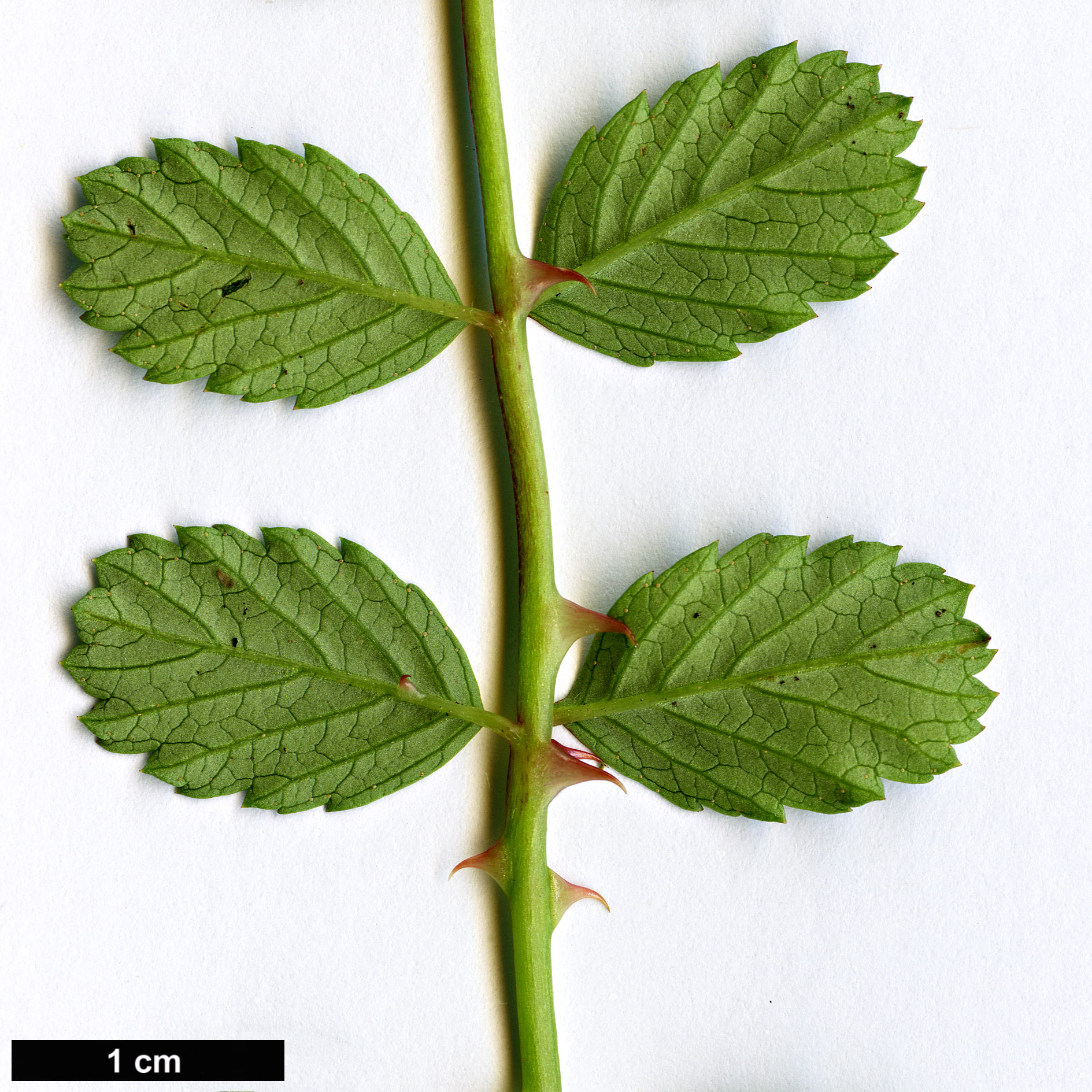 High resolution image: Family: Rosaceae - Genus: Rubus - Taxon: taiwanicola