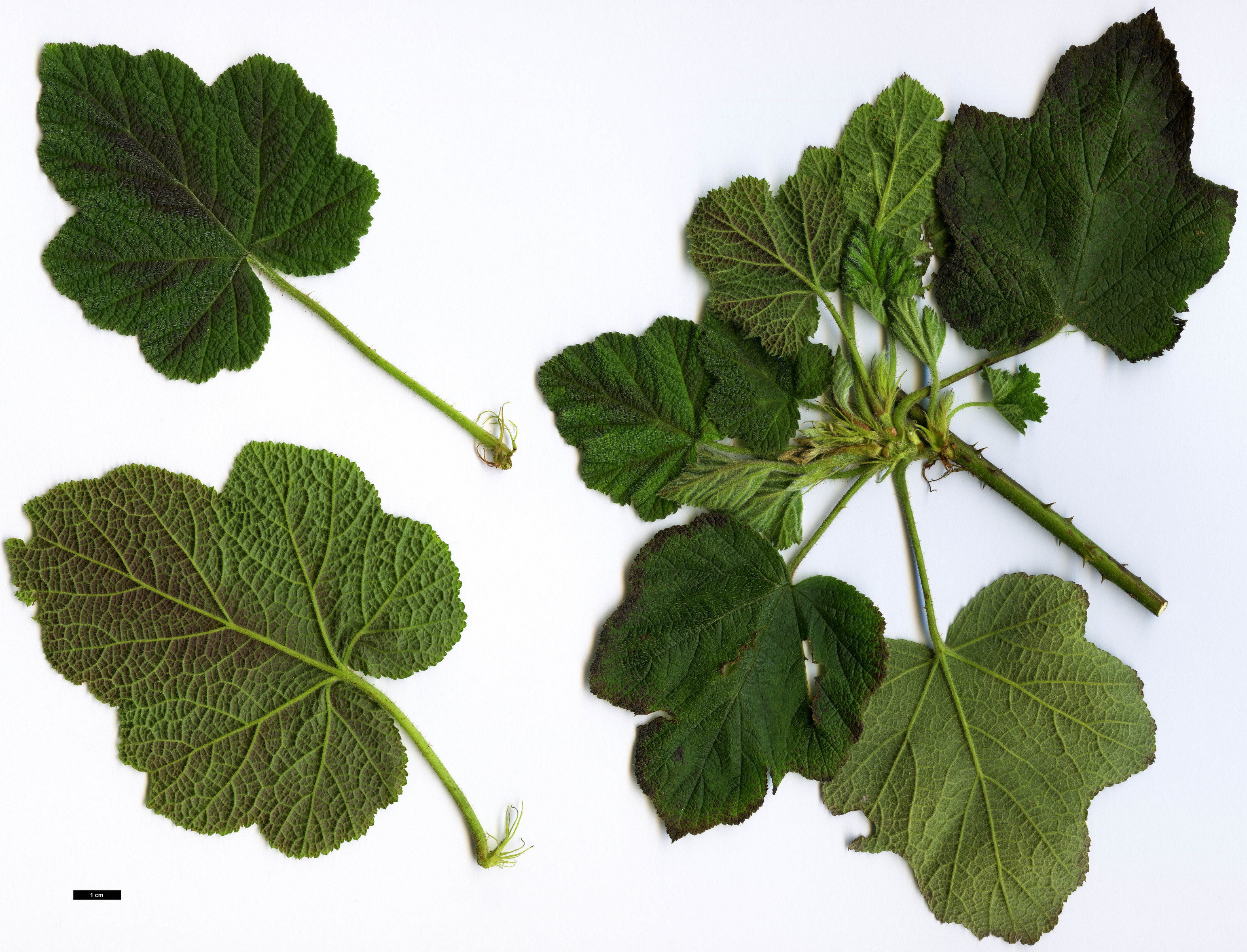 High resolution image: Family: Rosaceae - Genus: Rubus - Taxon: tephrodes