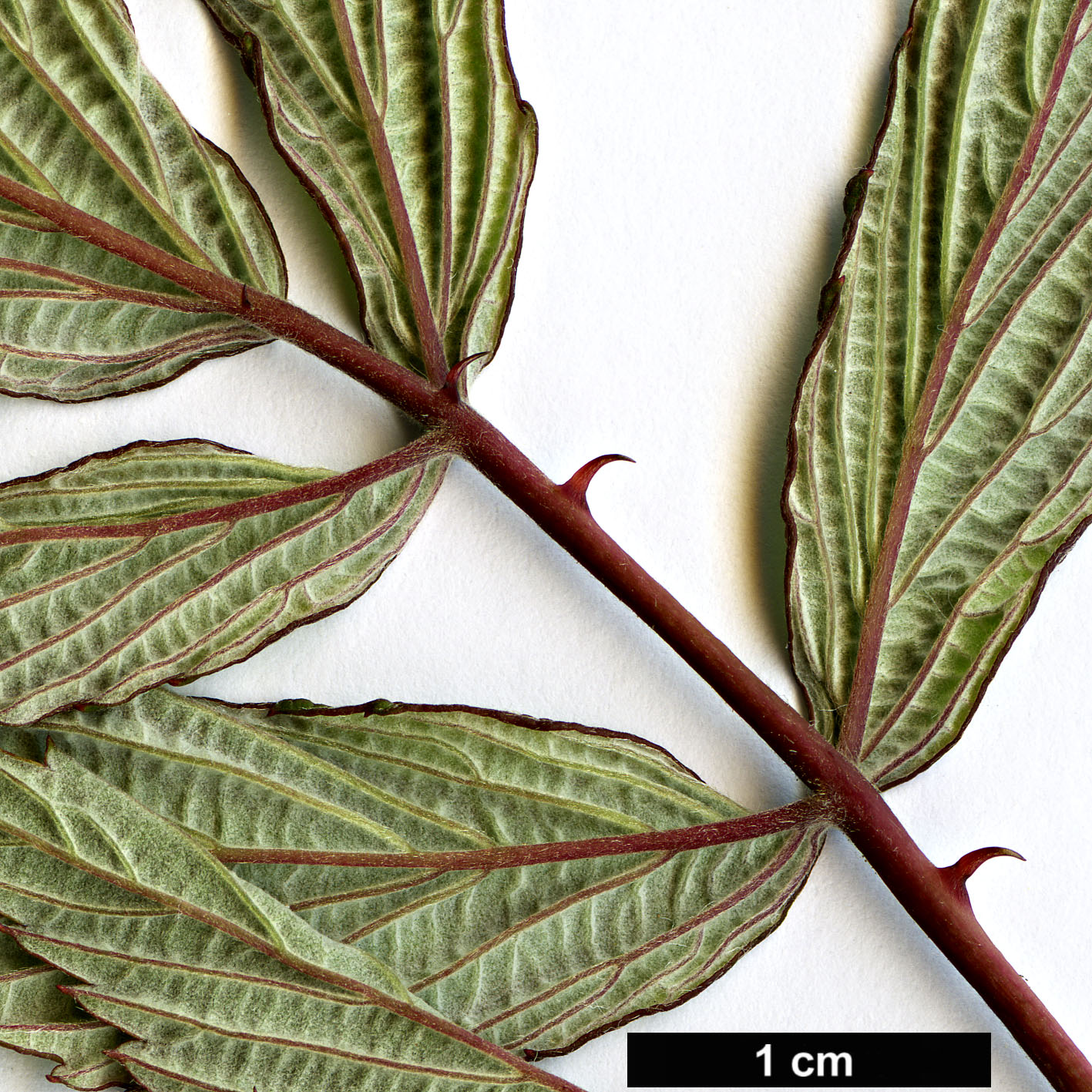 High resolution image: Family: Rosaceae - Genus: Rubus - Taxon: thibetanus