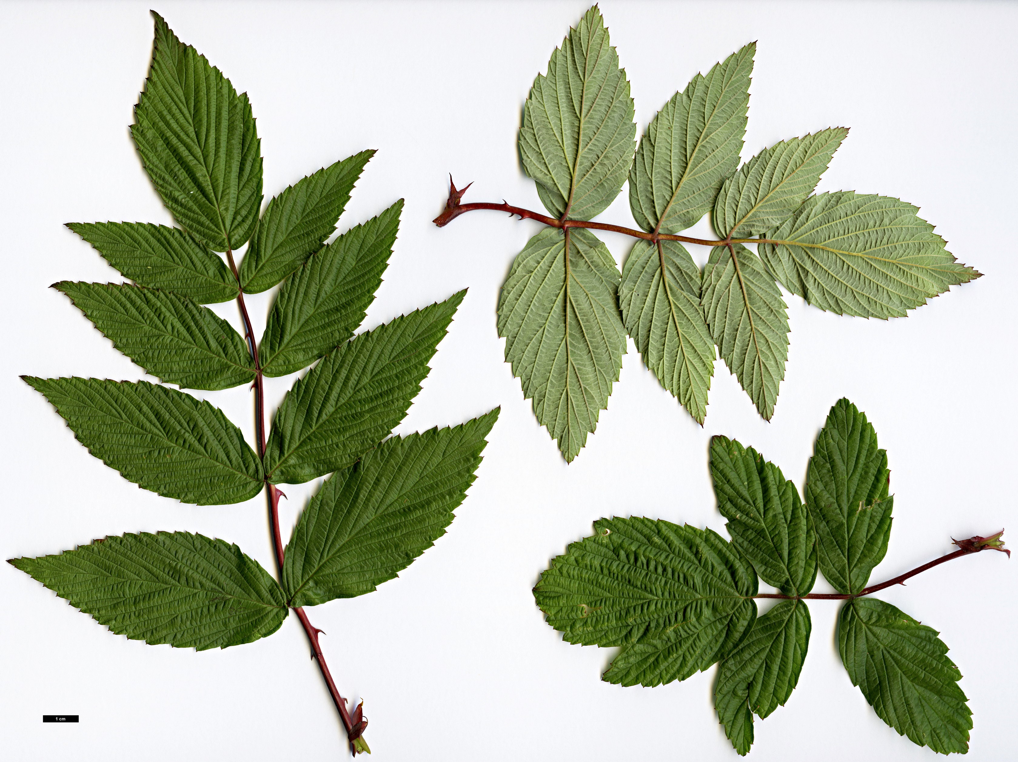 High resolution image: Family: Rosaceae - Genus: Rubus - Taxon: thibetanus