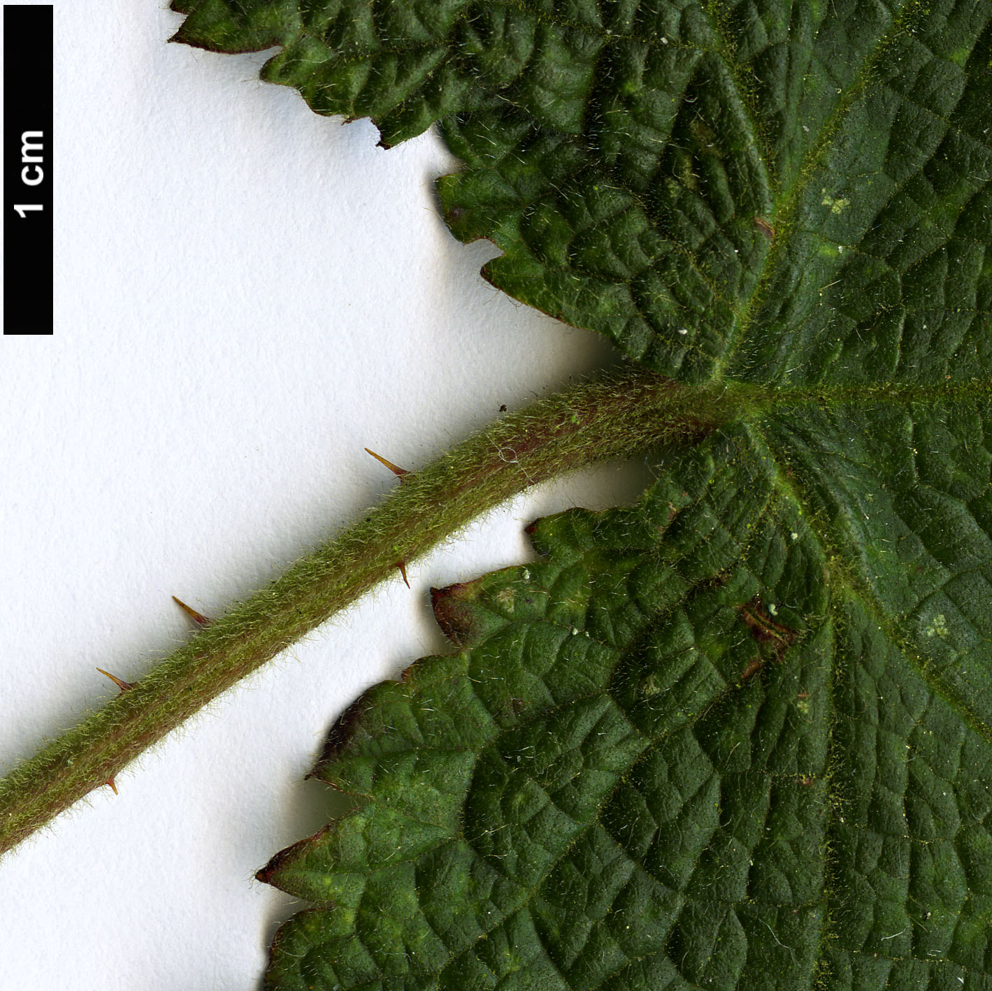 High resolution image: Family: Rosaceae - Genus: Rubus - Taxon: treutleri