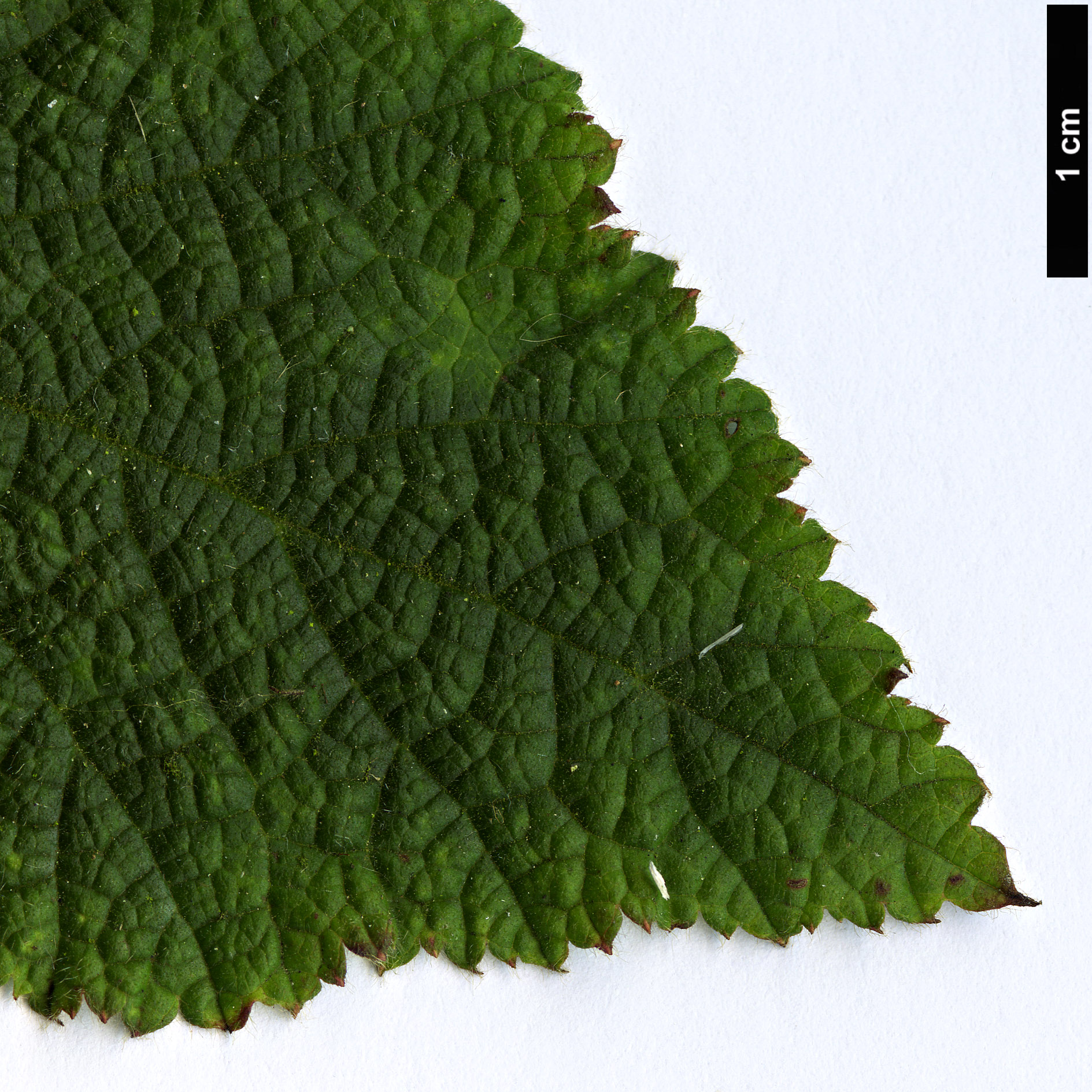 High resolution image: Family: Rosaceae - Genus: Rubus - Taxon: treutleri
