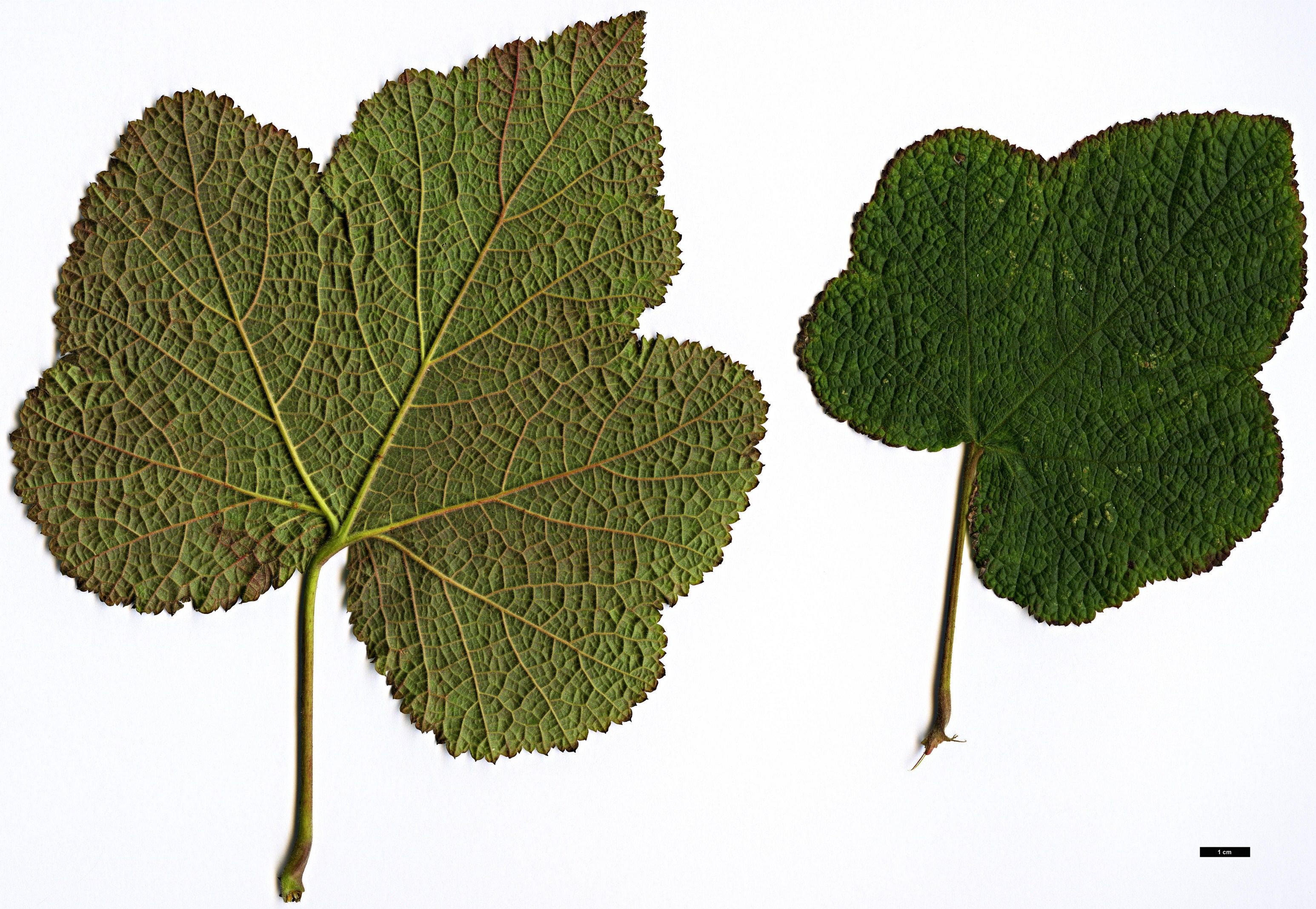 High resolution image: Family: Rosaceae - Genus: Rubus - Taxon: treutleri