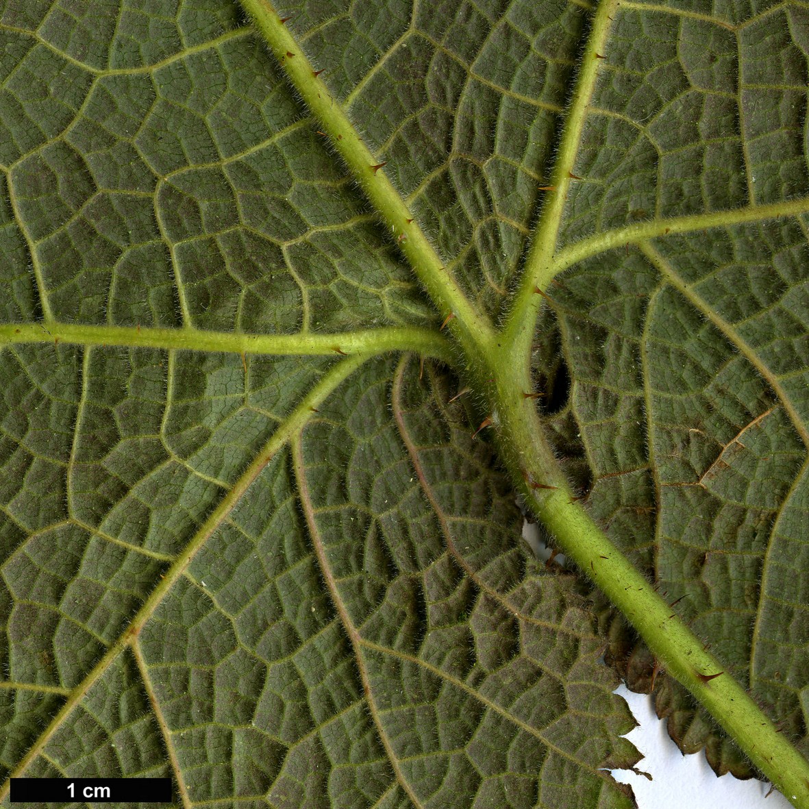 High resolution image: Family: Rosaceae - Genus: Rubus - Taxon: treutleri