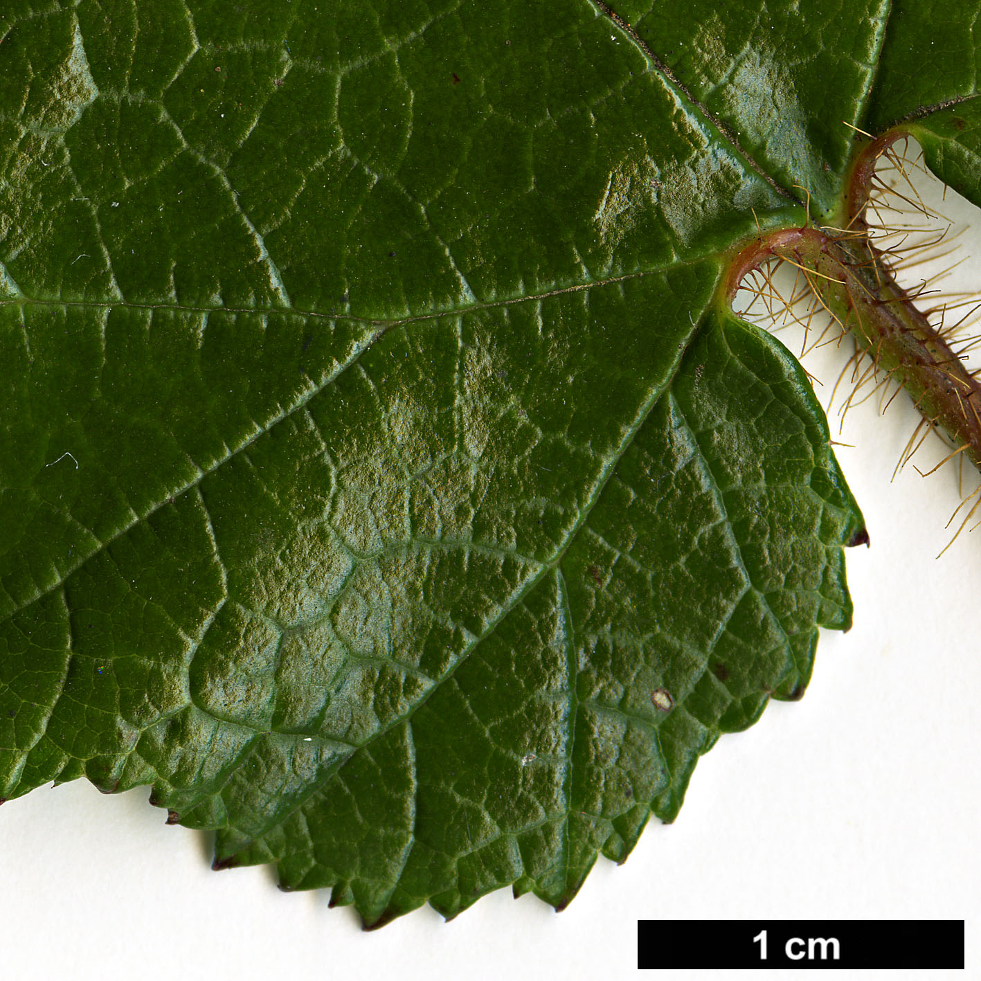 High resolution image: Family: Rosaceae - Genus: Rubus - Taxon: tricolor High resolution image: Family: Rosaceae - Genus: Rubus - Taxon: tricolor