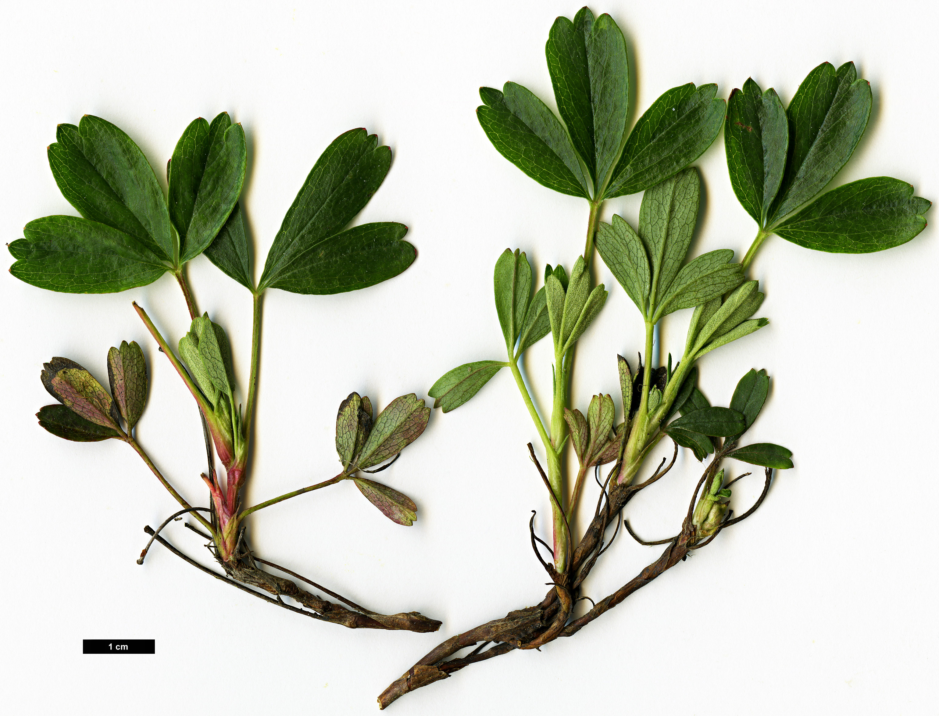 High resolution image: Family: Rosaceae - Genus: Sibbaldiopsis - Taxon: tridentata
