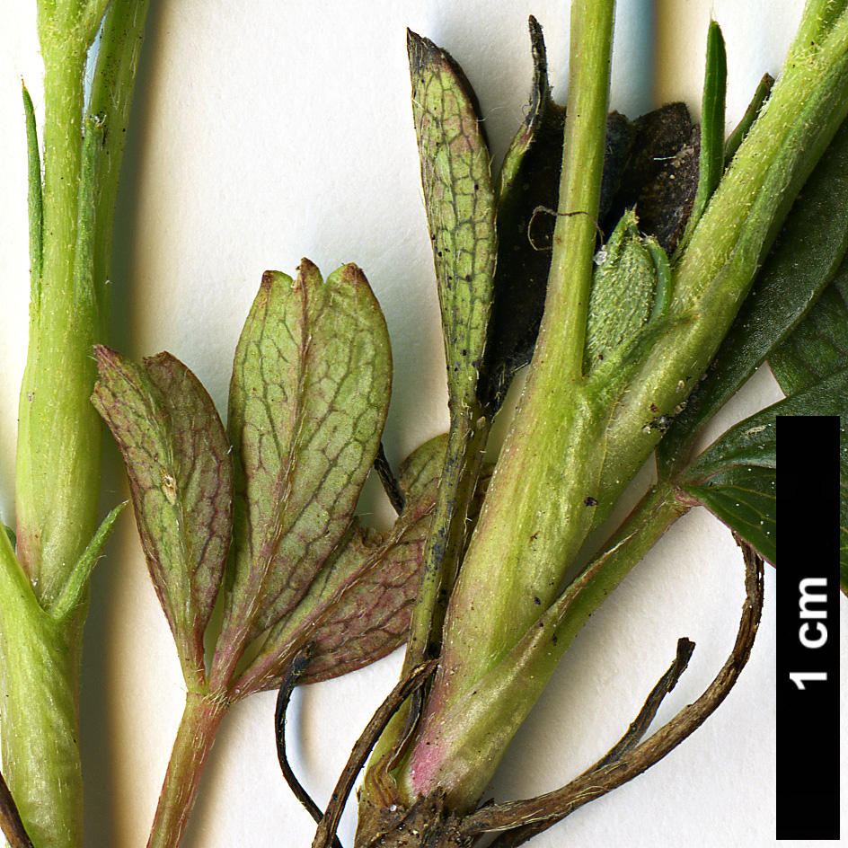 High resolution image: Family: Rosaceae - Genus: Sibbaldiopsis - Taxon: tridentata