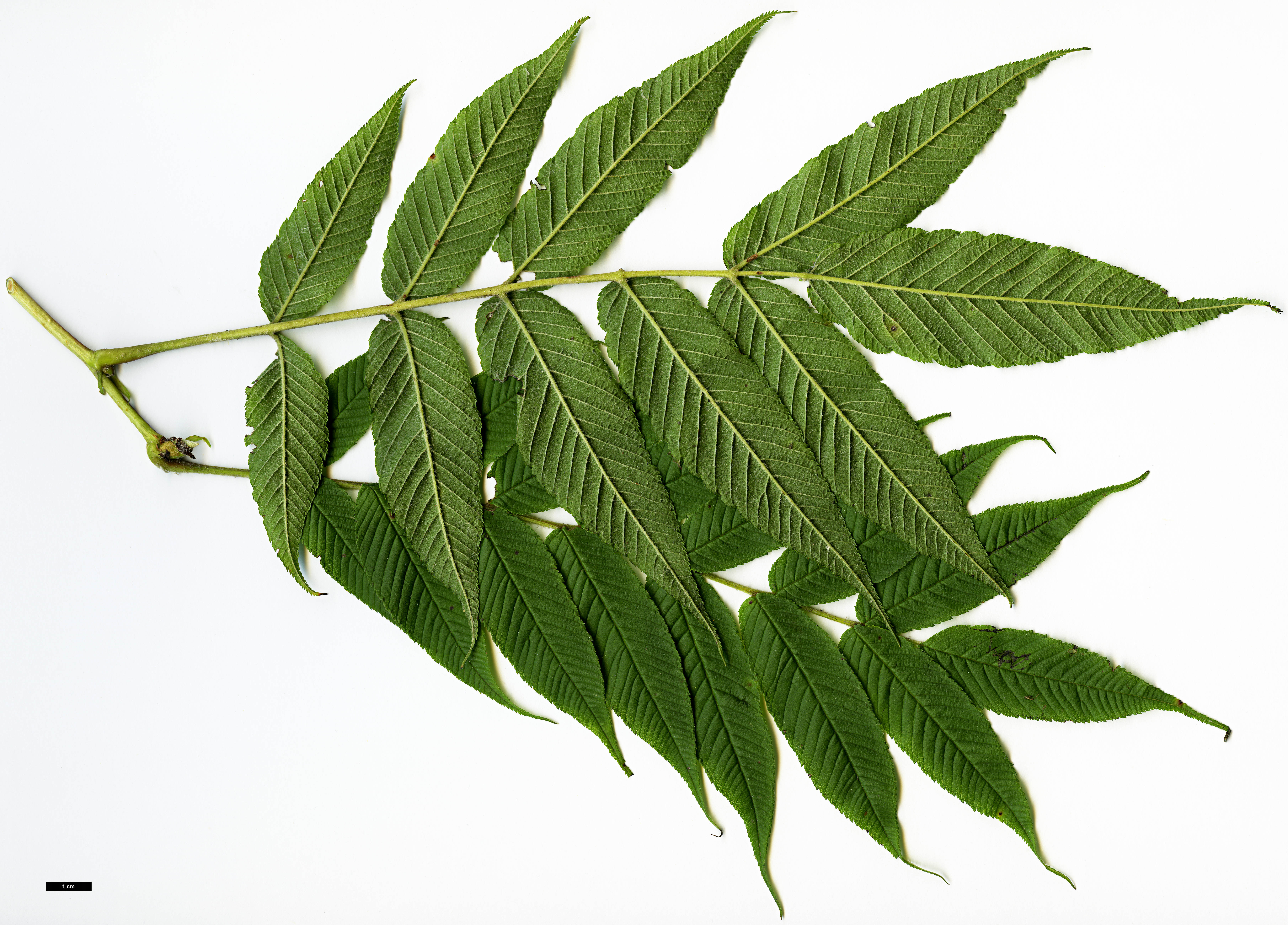 High resolution image: Family: Rosaceae - Genus: Sorbaria - Taxon: arborea High resolution image: Family: Rosaceae - Genus: Sorbaria - Taxon: arborea