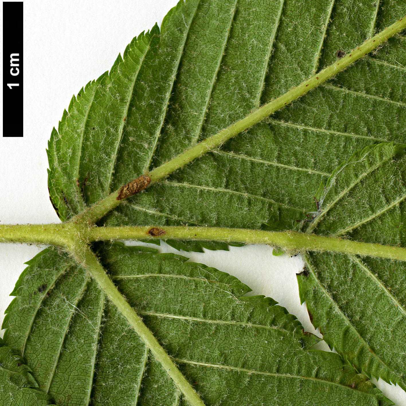 High resolution image: Family: Rosaceae - Genus: Sorbaria - Taxon: arborea High resolution image: Family: Rosaceae - Genus: Sorbaria - Taxon: arborea