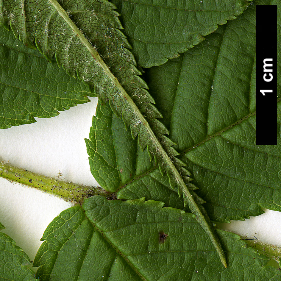 High resolution image: Family: Rosaceae - Genus: Sorbaria - Taxon: arborea High resolution image: Family: Rosaceae - Genus: Sorbaria - Taxon: arborea