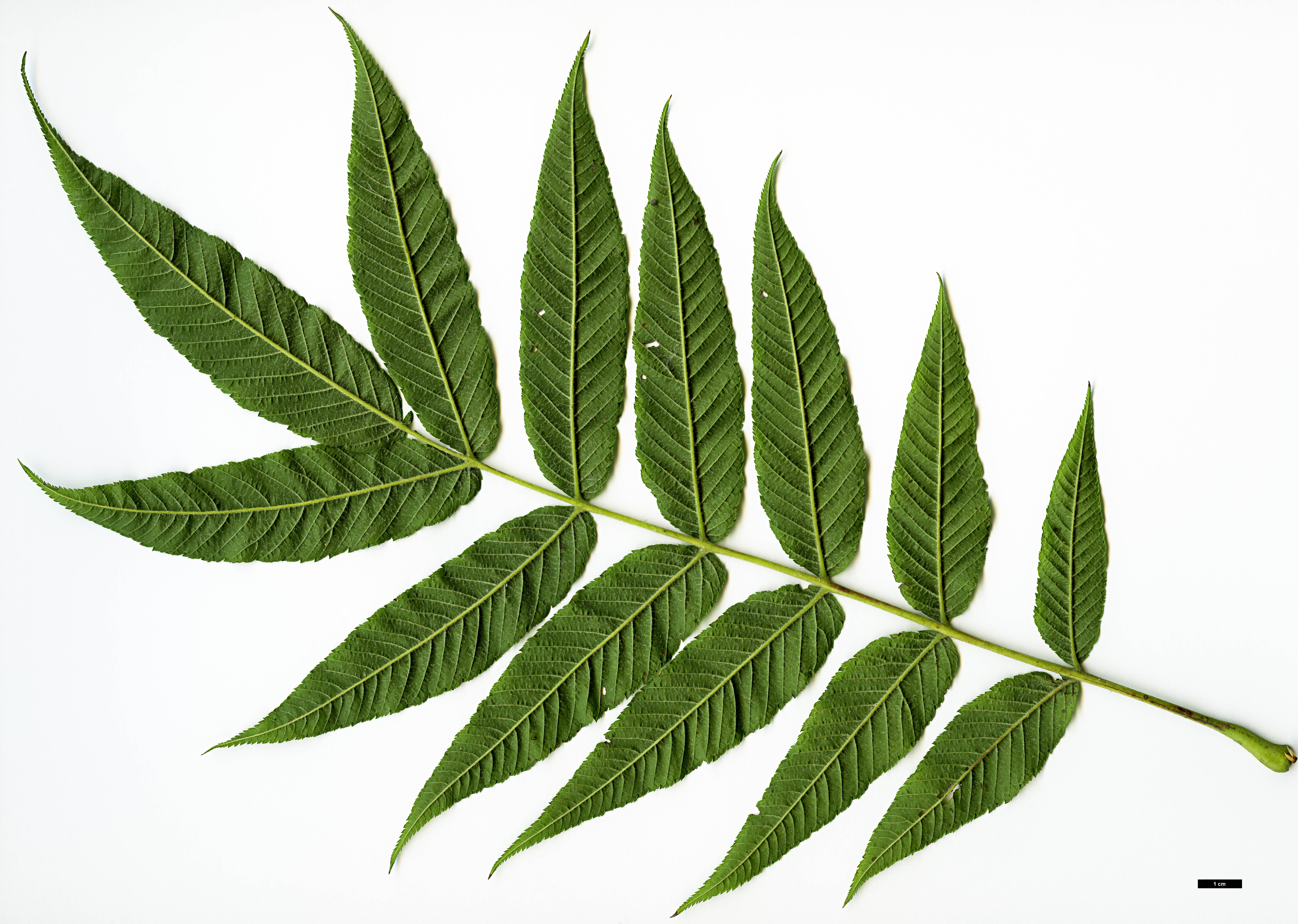 High resolution image: Family: Rosaceae - Genus: Sorbaria - Taxon: arborea High resolution image: Family: Rosaceae - Genus: Sorbaria - Taxon: arborea