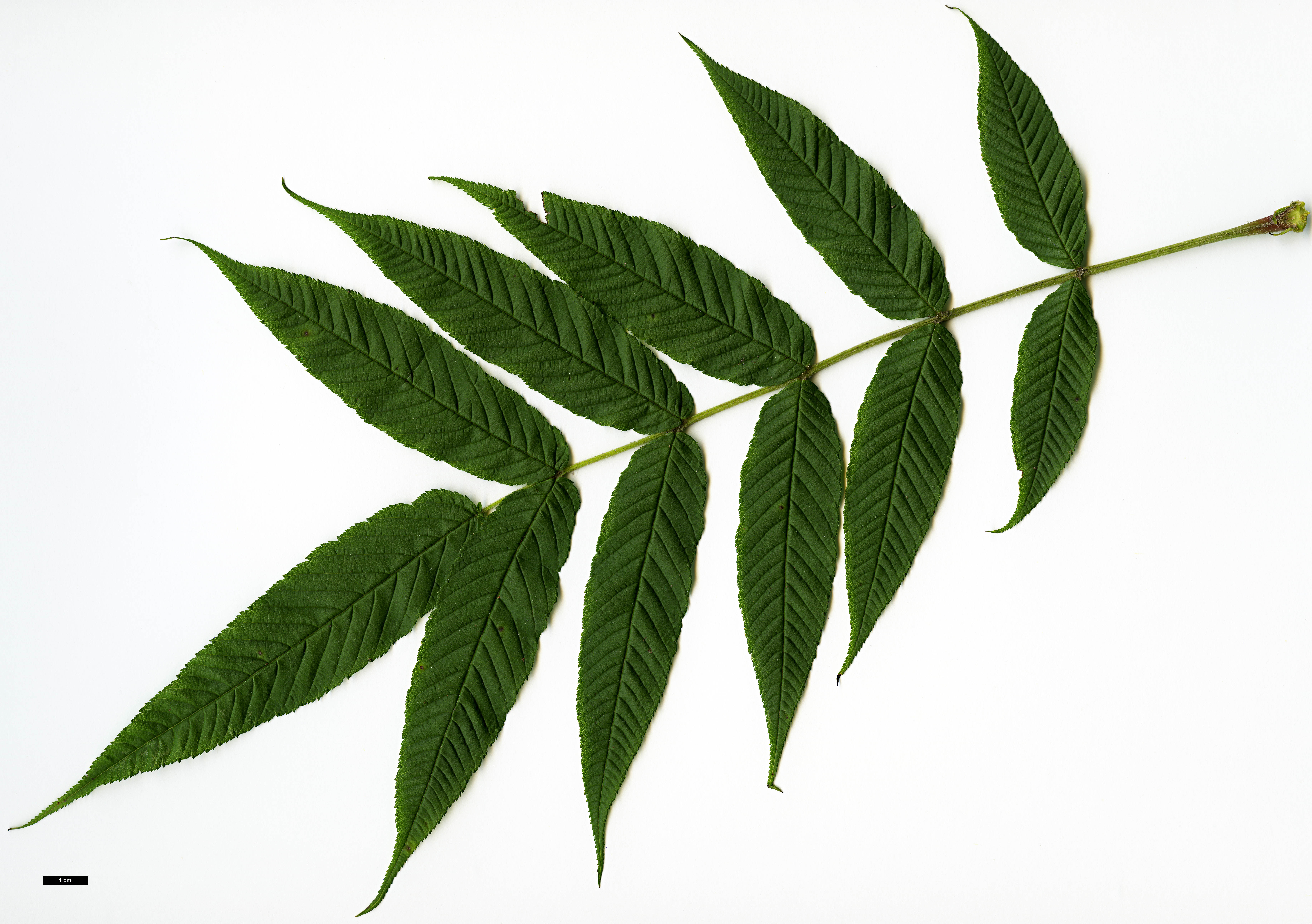 High resolution image: Family: Rosaceae - Genus: Sorbaria - Taxon: arborea High resolution image: Family: Rosaceae - Genus: Sorbaria - Taxon: arborea