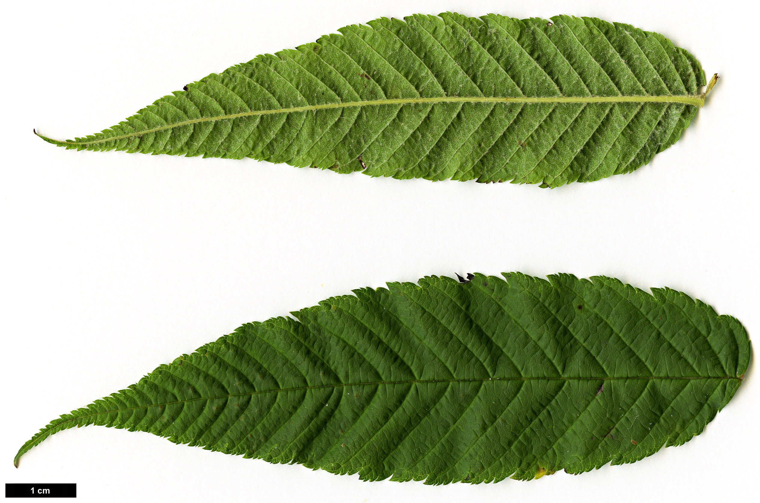 High resolution image: Family: Rosaceae - Genus: Sorbaria - Taxon: arborea High resolution image: Family: Rosaceae - Genus: Sorbaria - Taxon: arborea