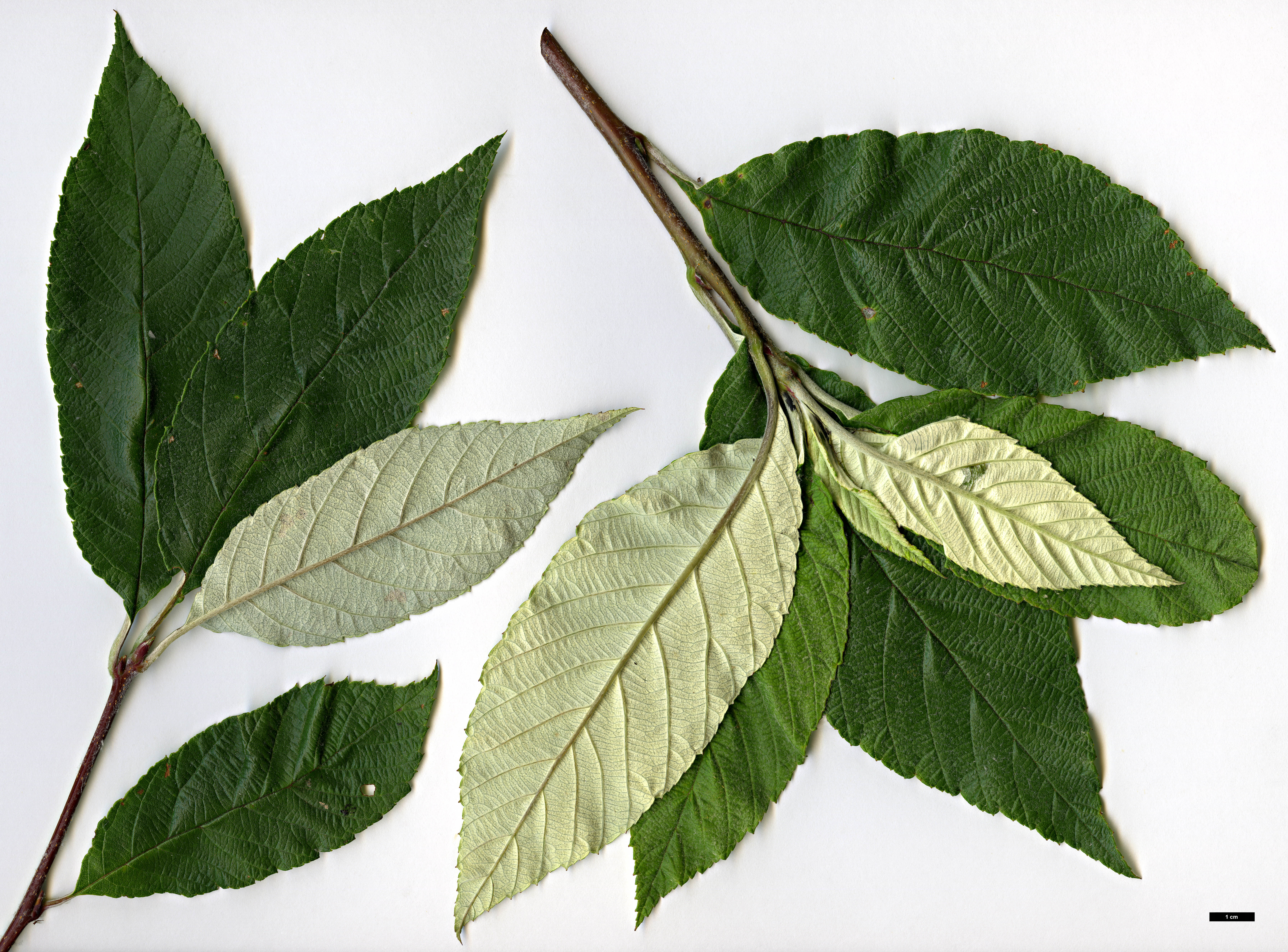 High resolution image: Family: Rosaceae - Genus: Sorbus - Taxon: ambrozyana